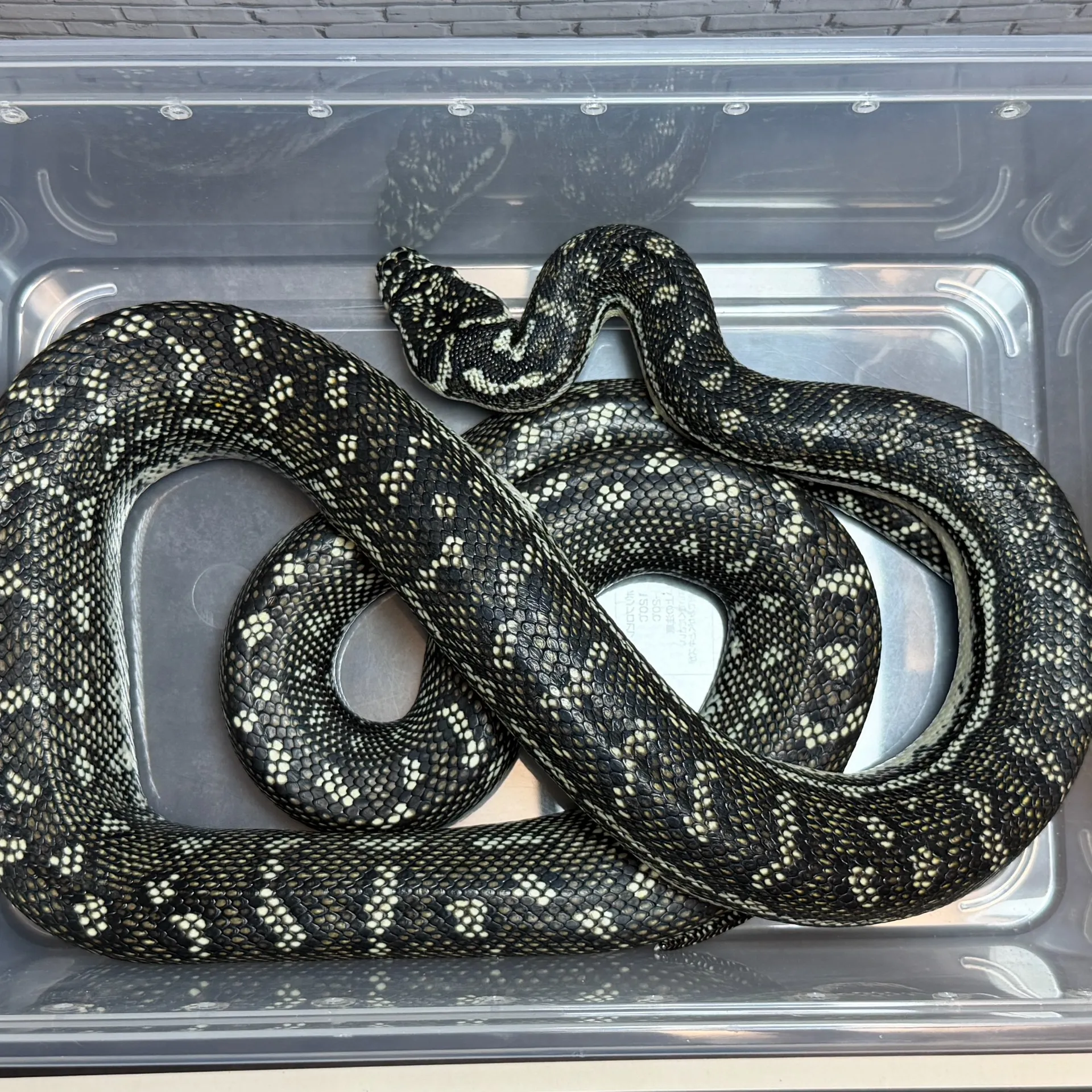 ダイヤモンドパイソン♂（180cm）