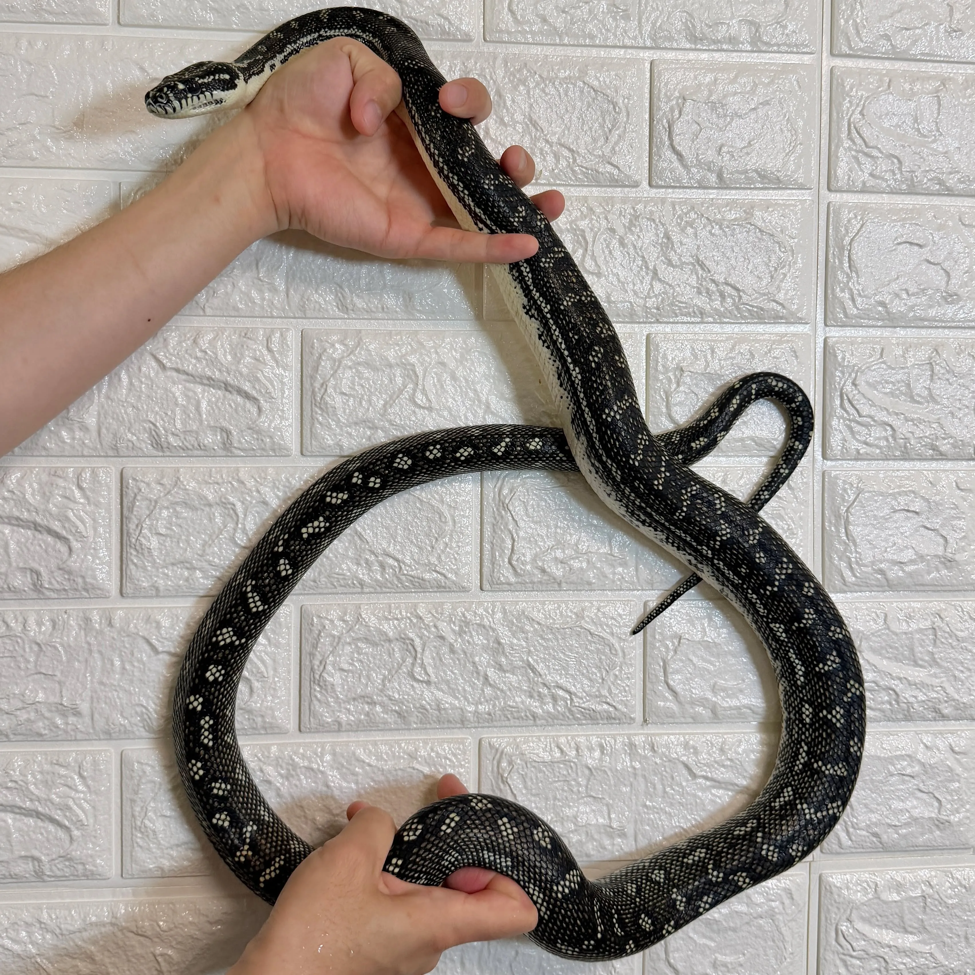 🔥ダイヤモンドパイソン♂（180cm）