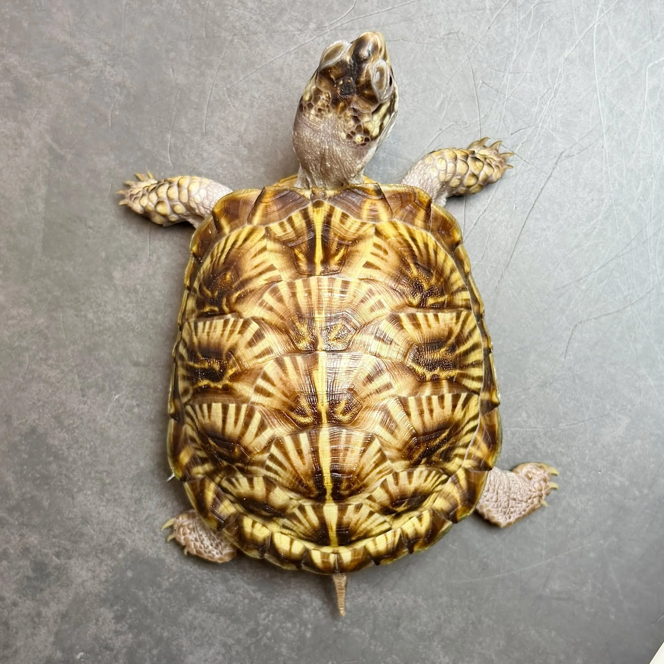 🔥ミナミニシキハコガメ