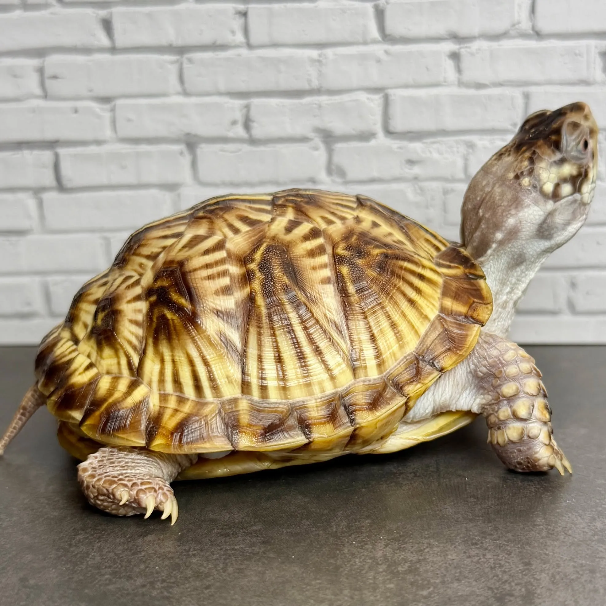 🔥ミナミニシキハコガメ