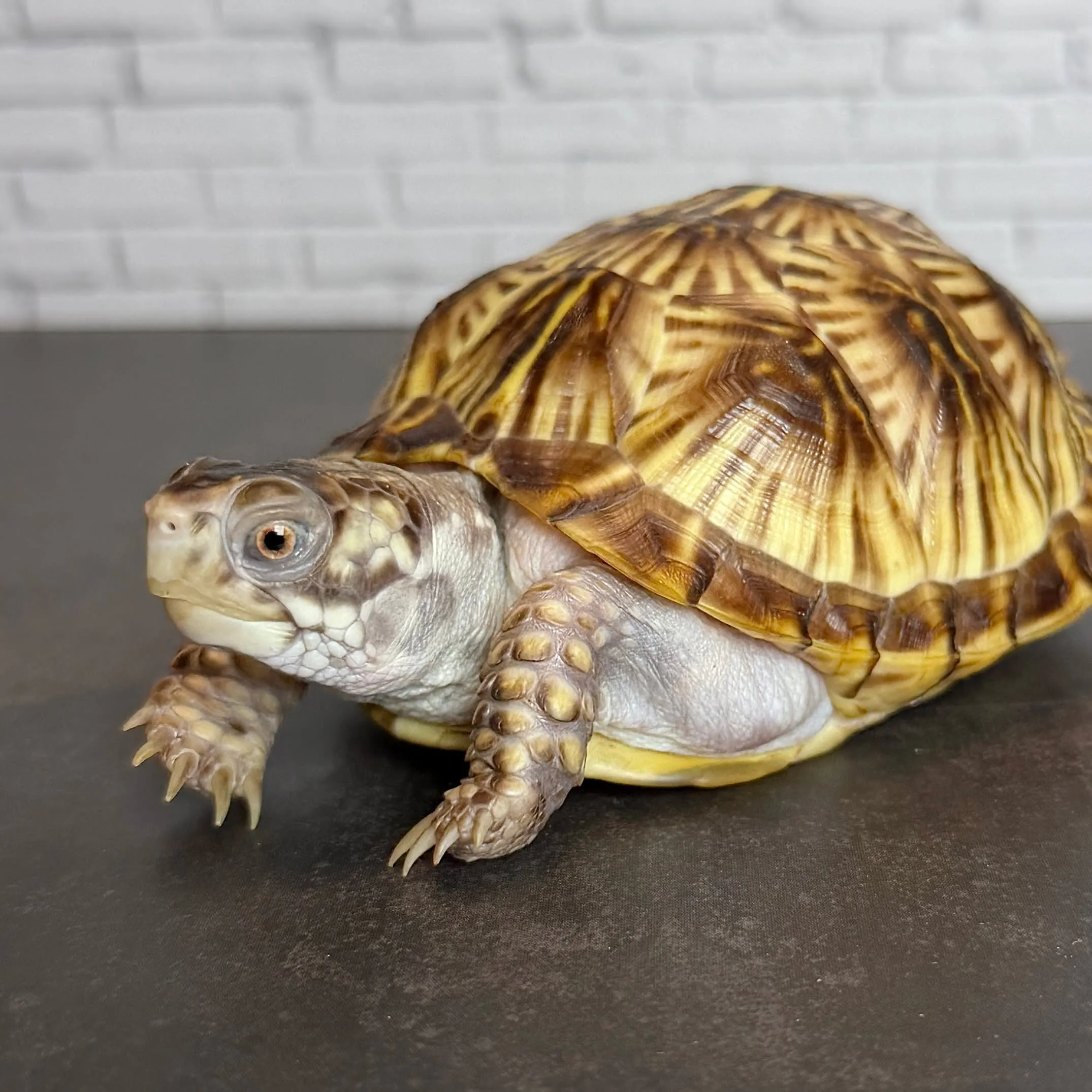 🔥ミナミニシキハコガメ