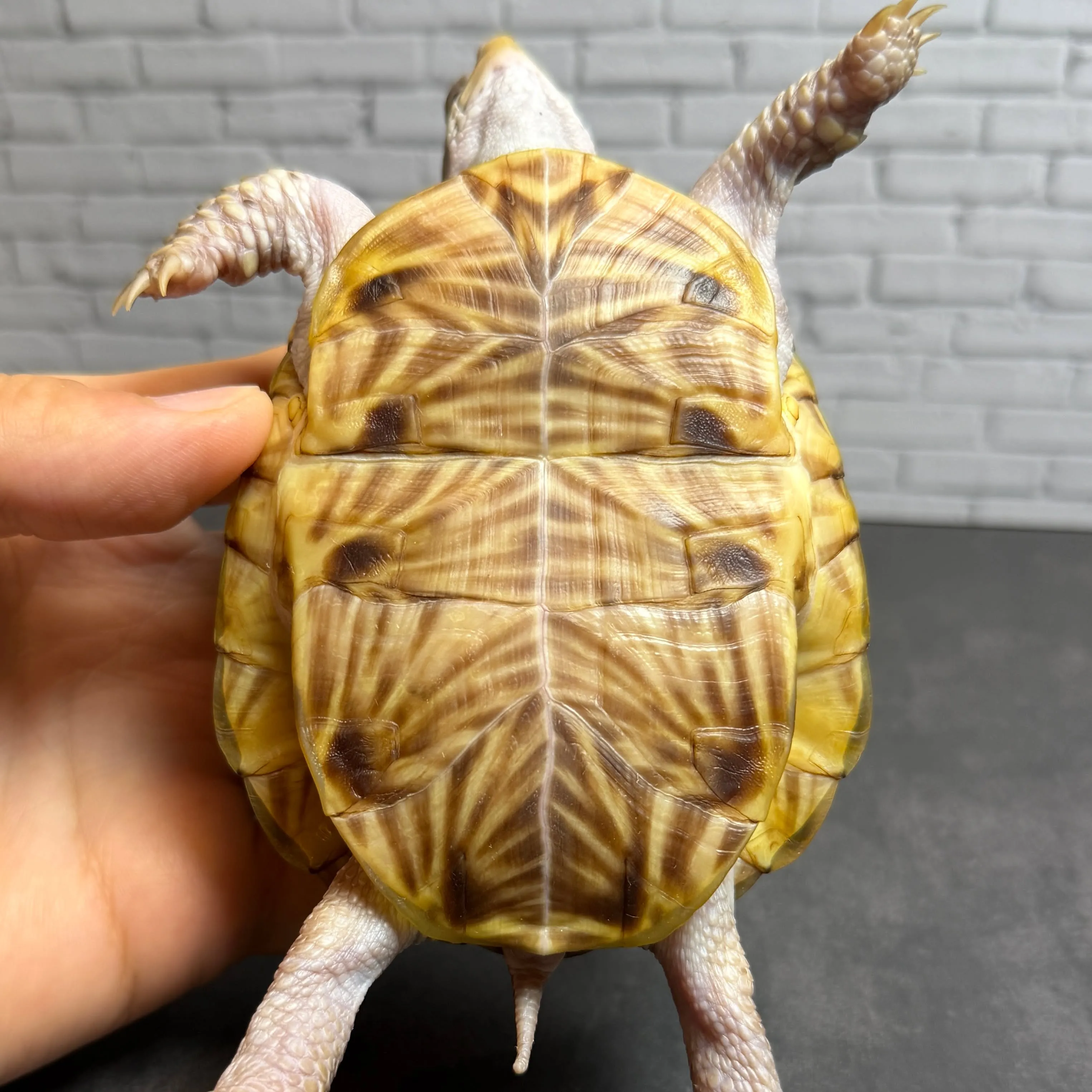 🔥ミナミニシキハコガメ