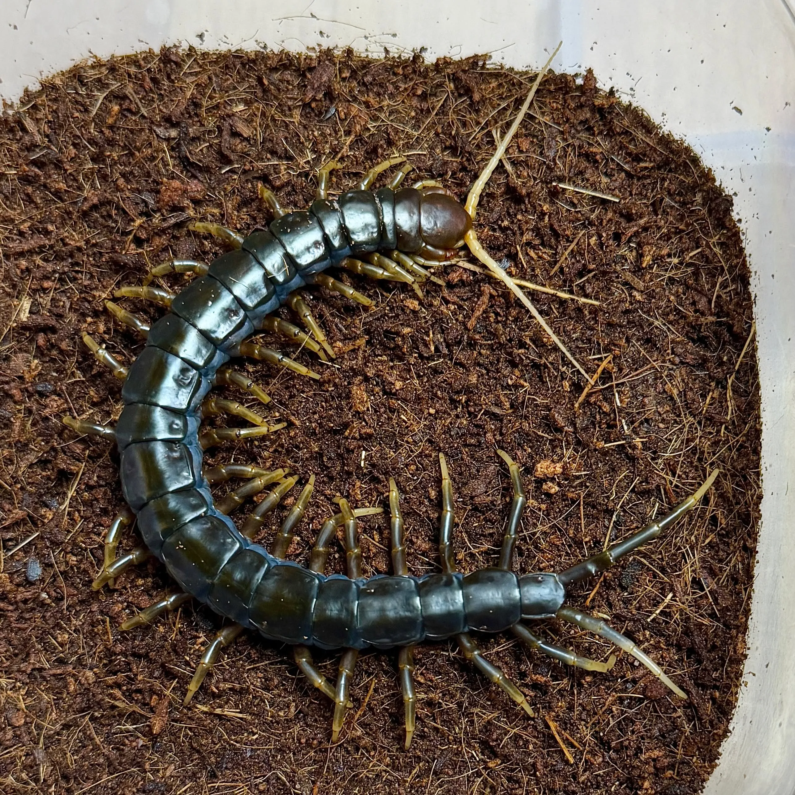 🔥ムカデ２種