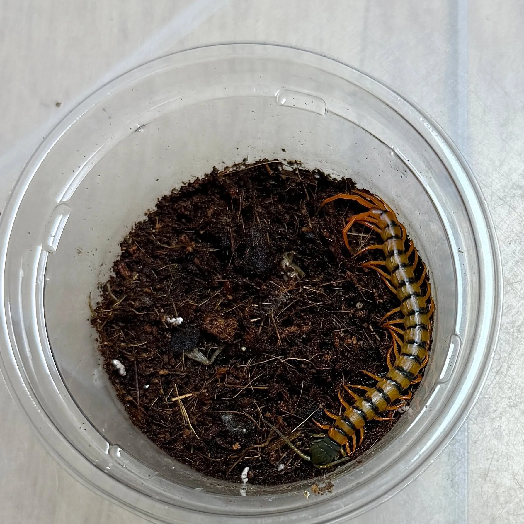 🔥ムカデ２種