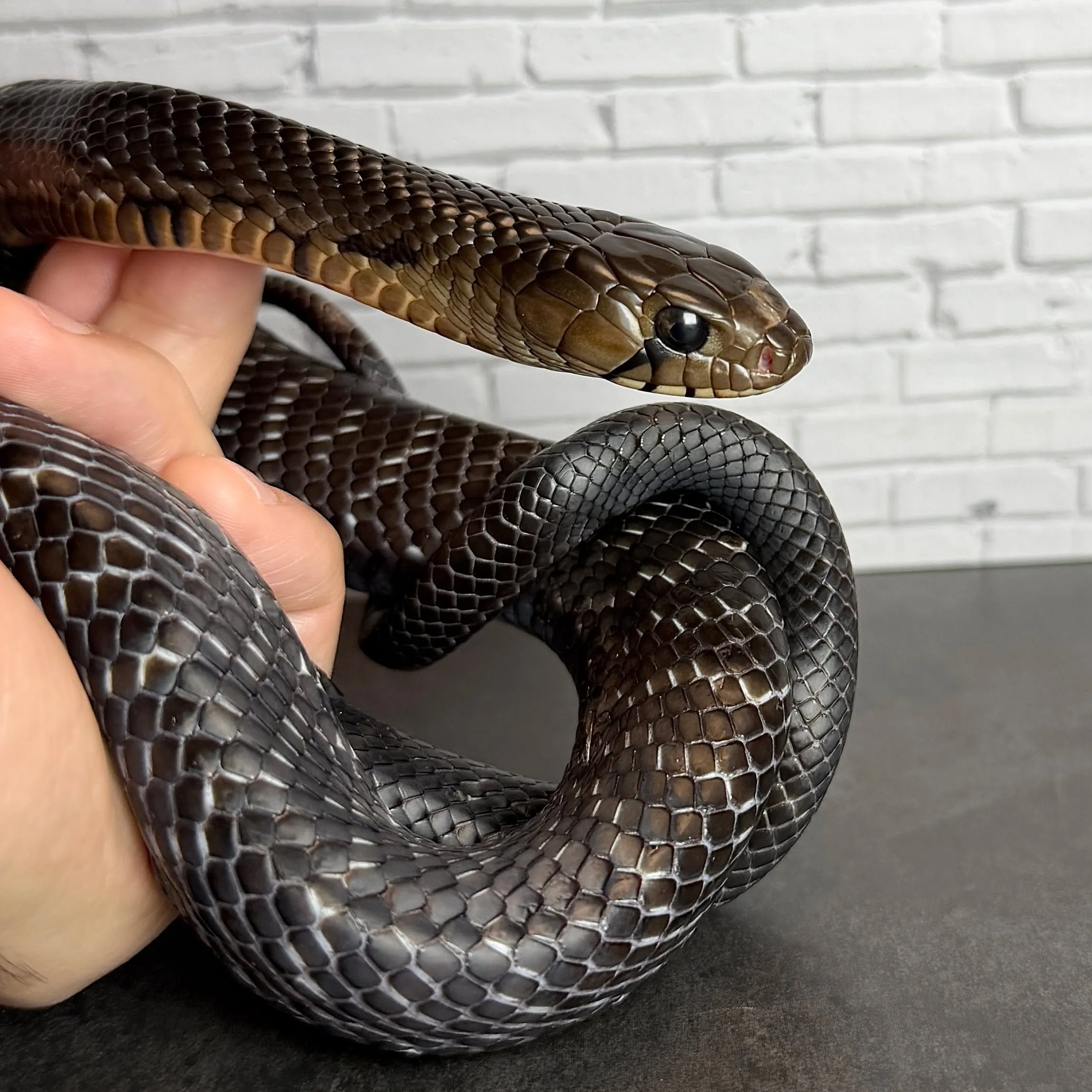 🔥テキサスインディゴスネーク♂90cm