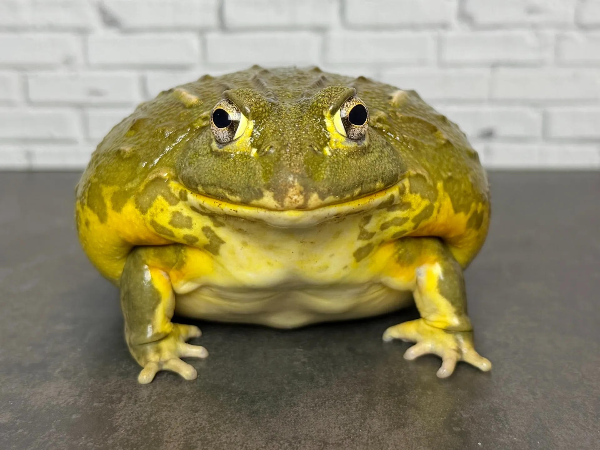 アフリカウシガエル♀
