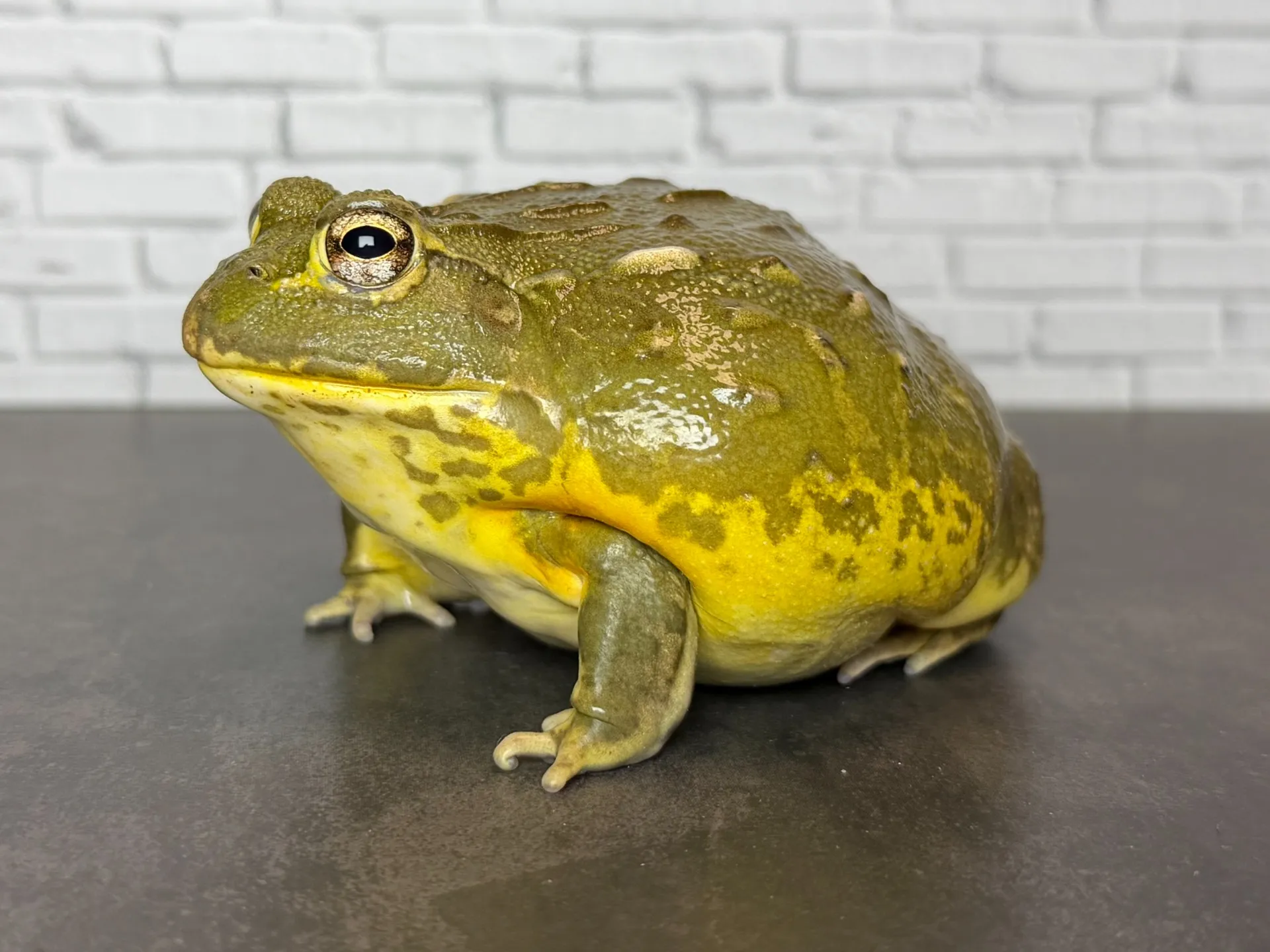 アフリカウシガエル♀