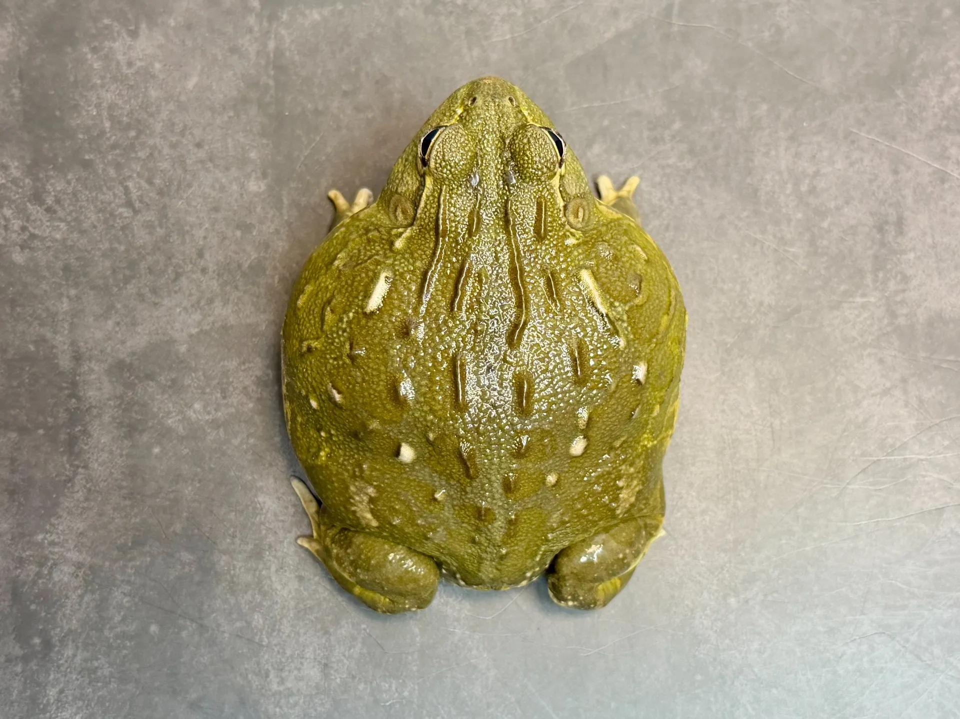 アフリカウシガエル♀