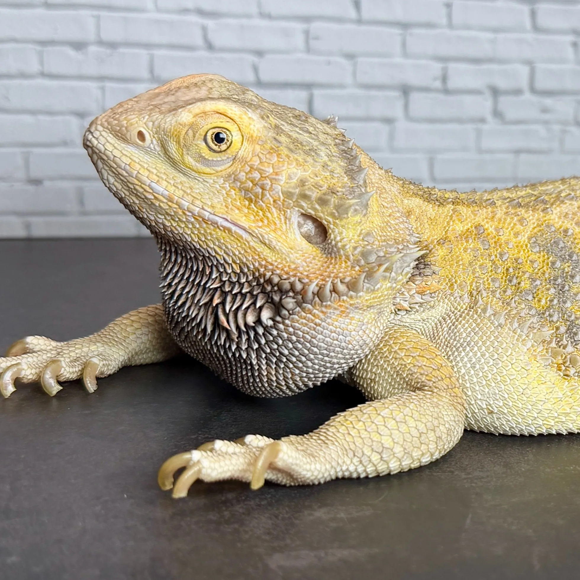 🔥フトアゴヒゲトカゲ♀743g！！