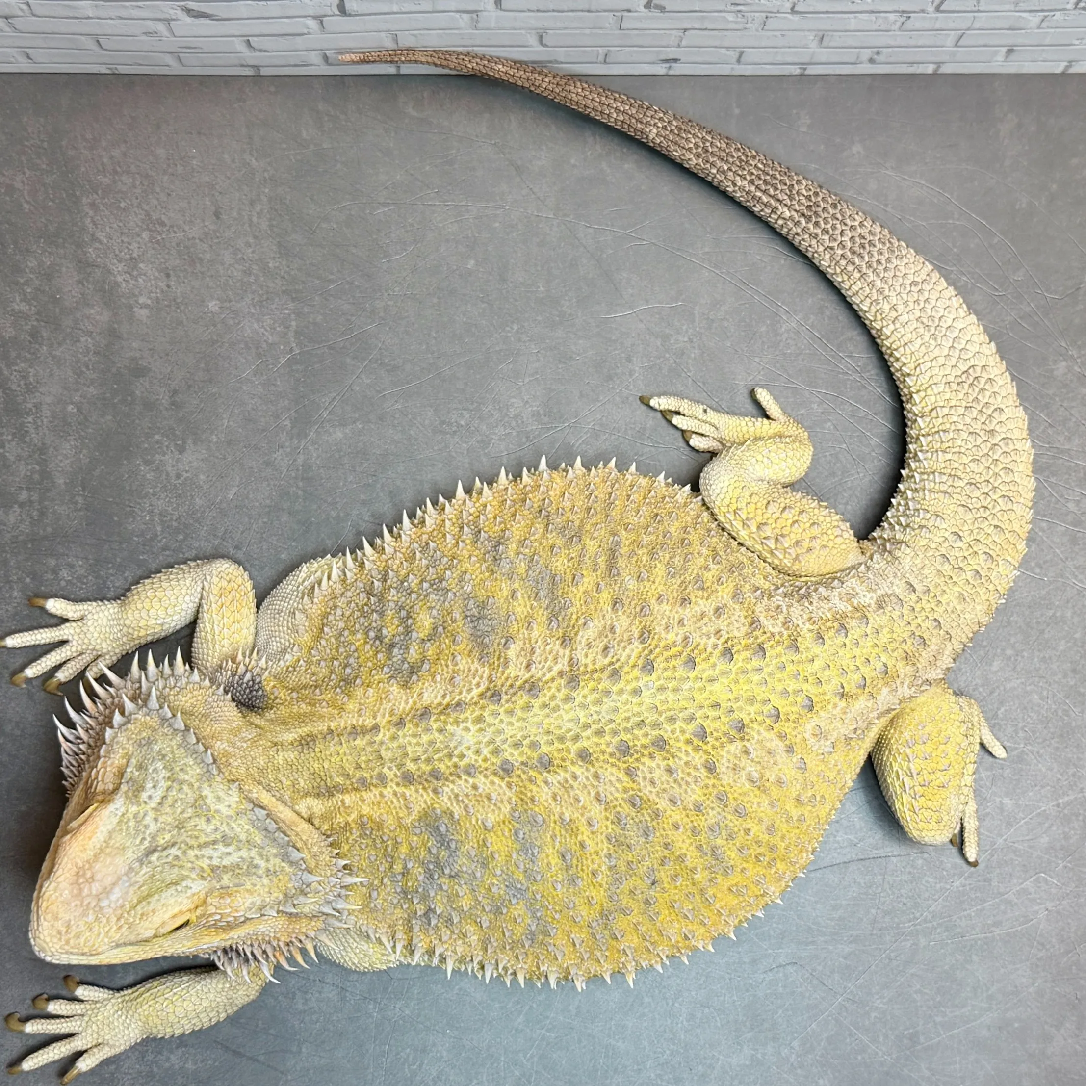 🔥フトアゴヒゲトカゲ♀743g！！