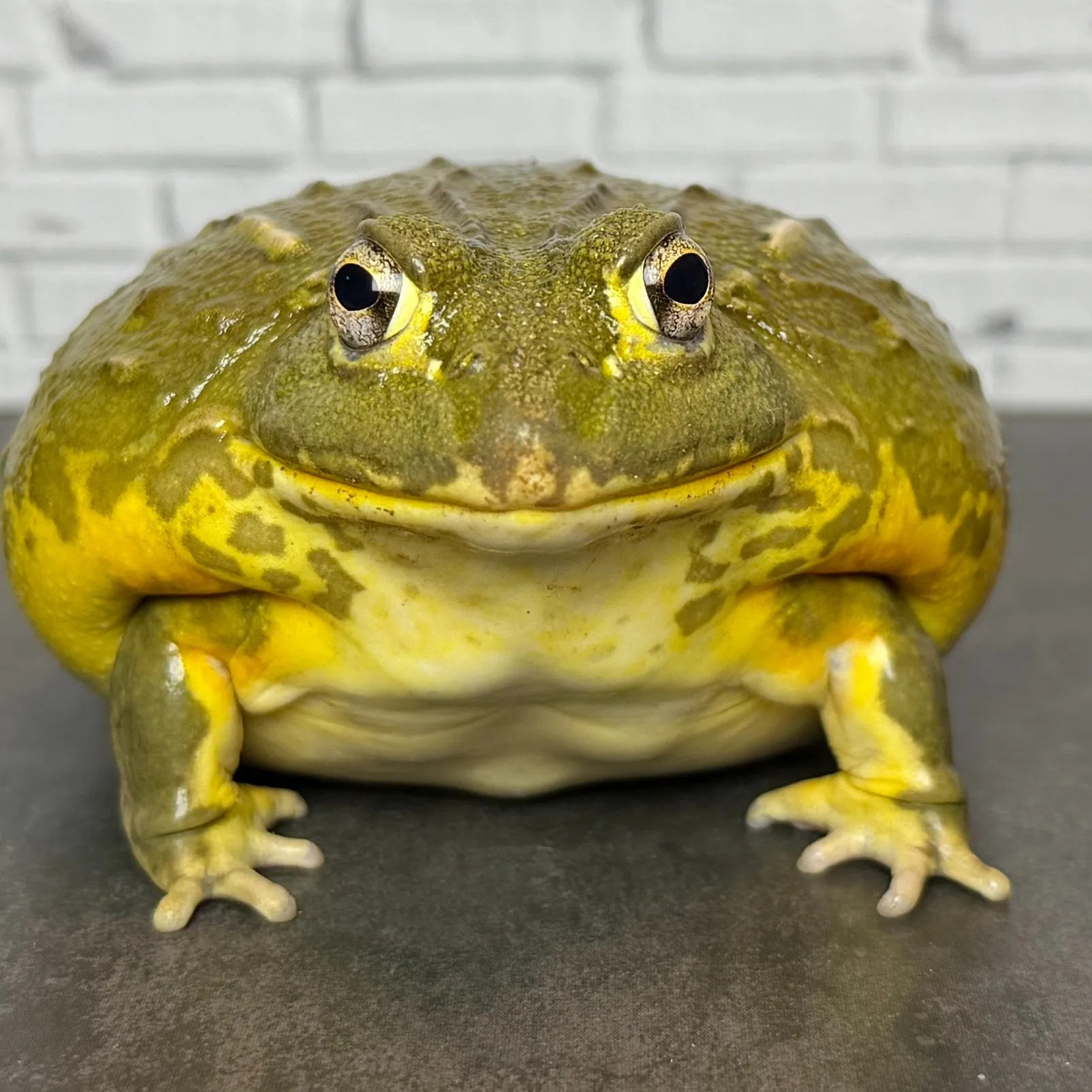 🔥アフリカウシガエル♀