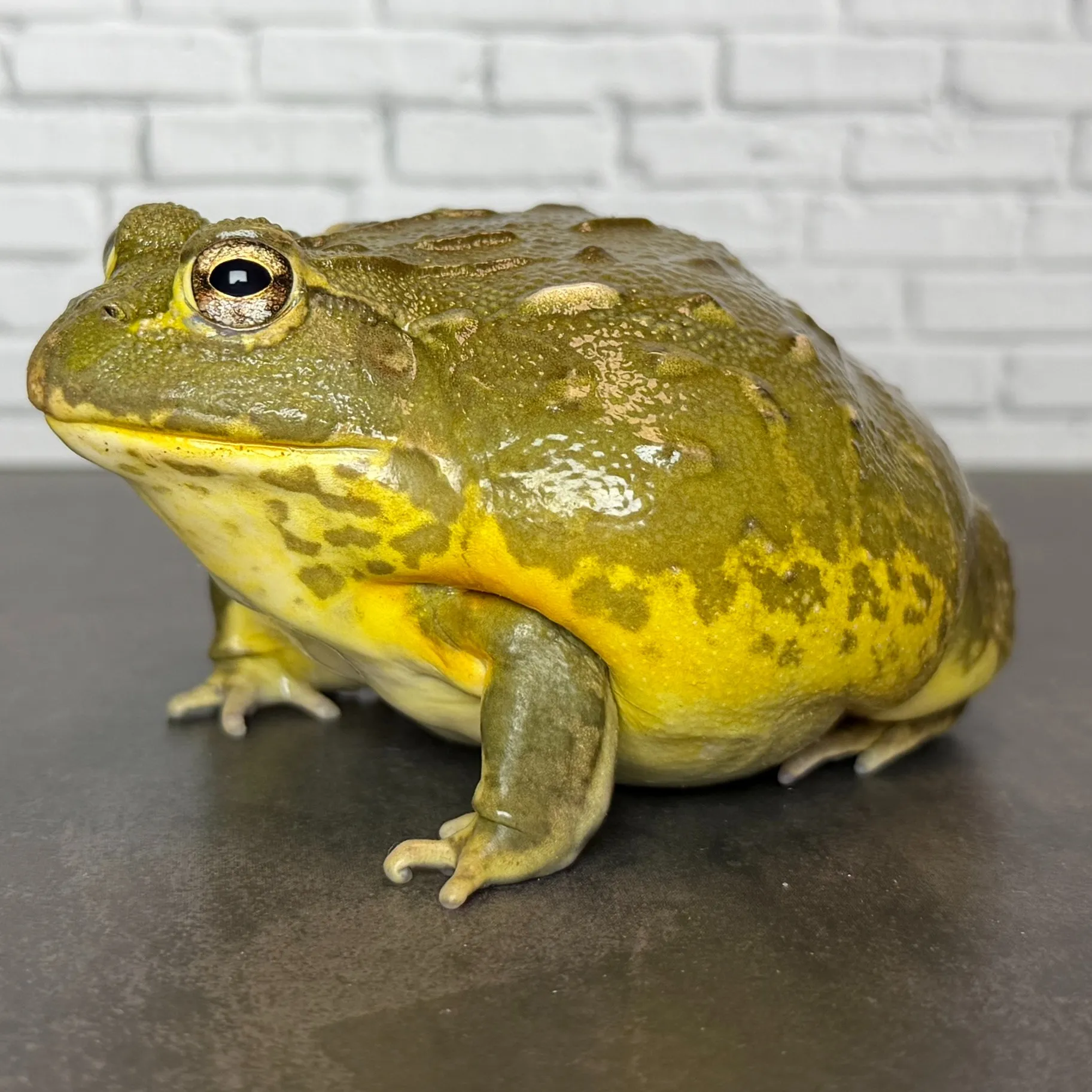🔥アフリカウシガエル♀