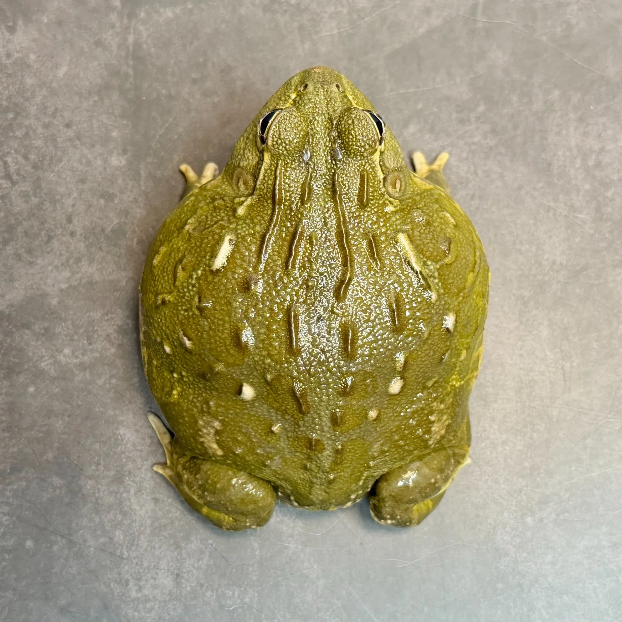 🔥アフリカウシガエル♀