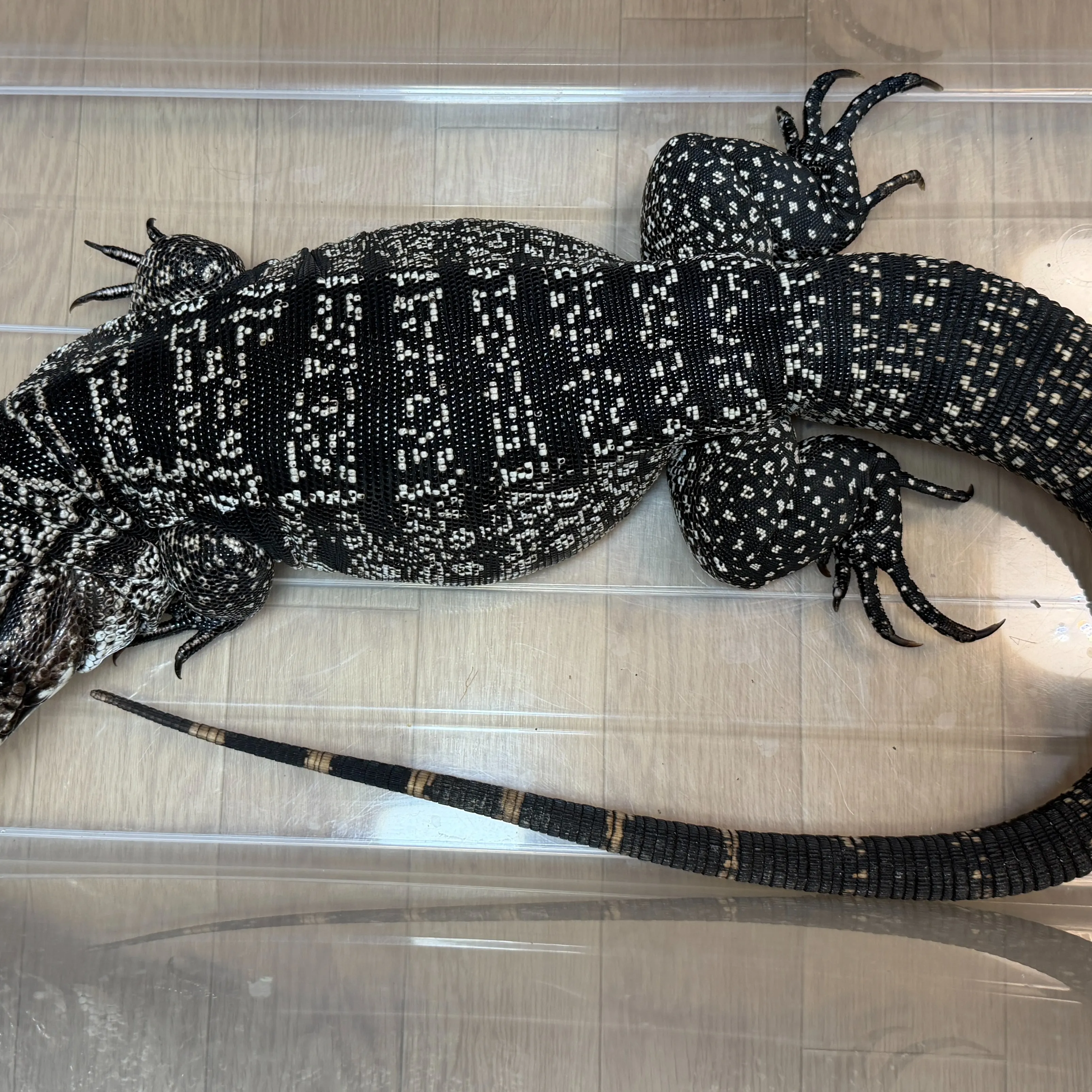 🔥B&Wテグー♂（110cm）