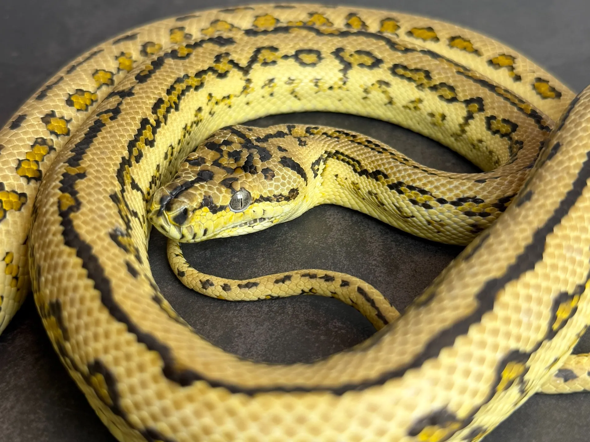 カーペットパイソン ハイポゼブラジャガー♀