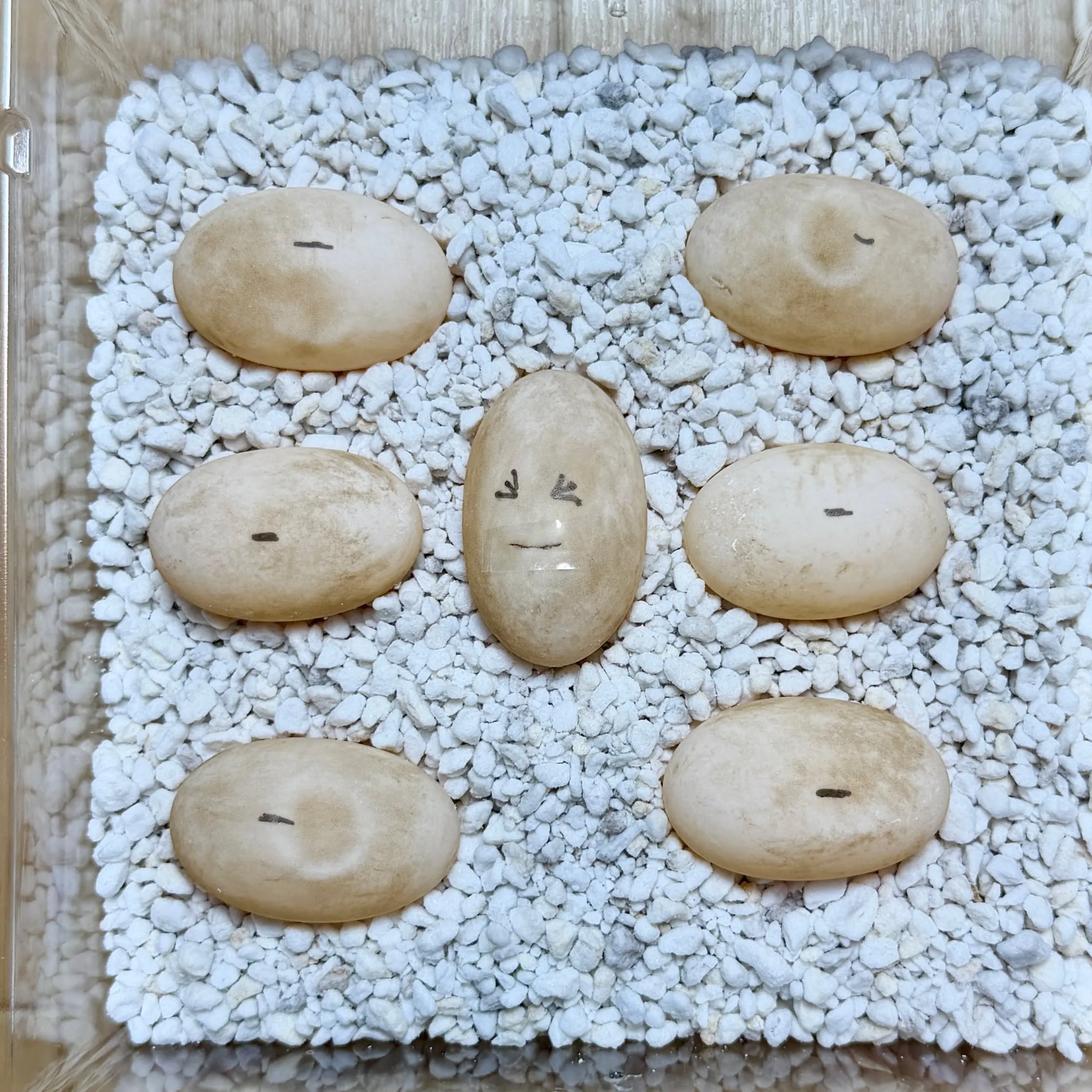 🔥ガルフコーストハコガメ3クラッチ目!