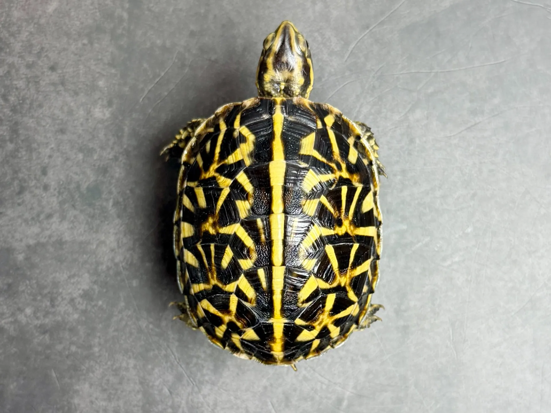 フロリダハコガメ