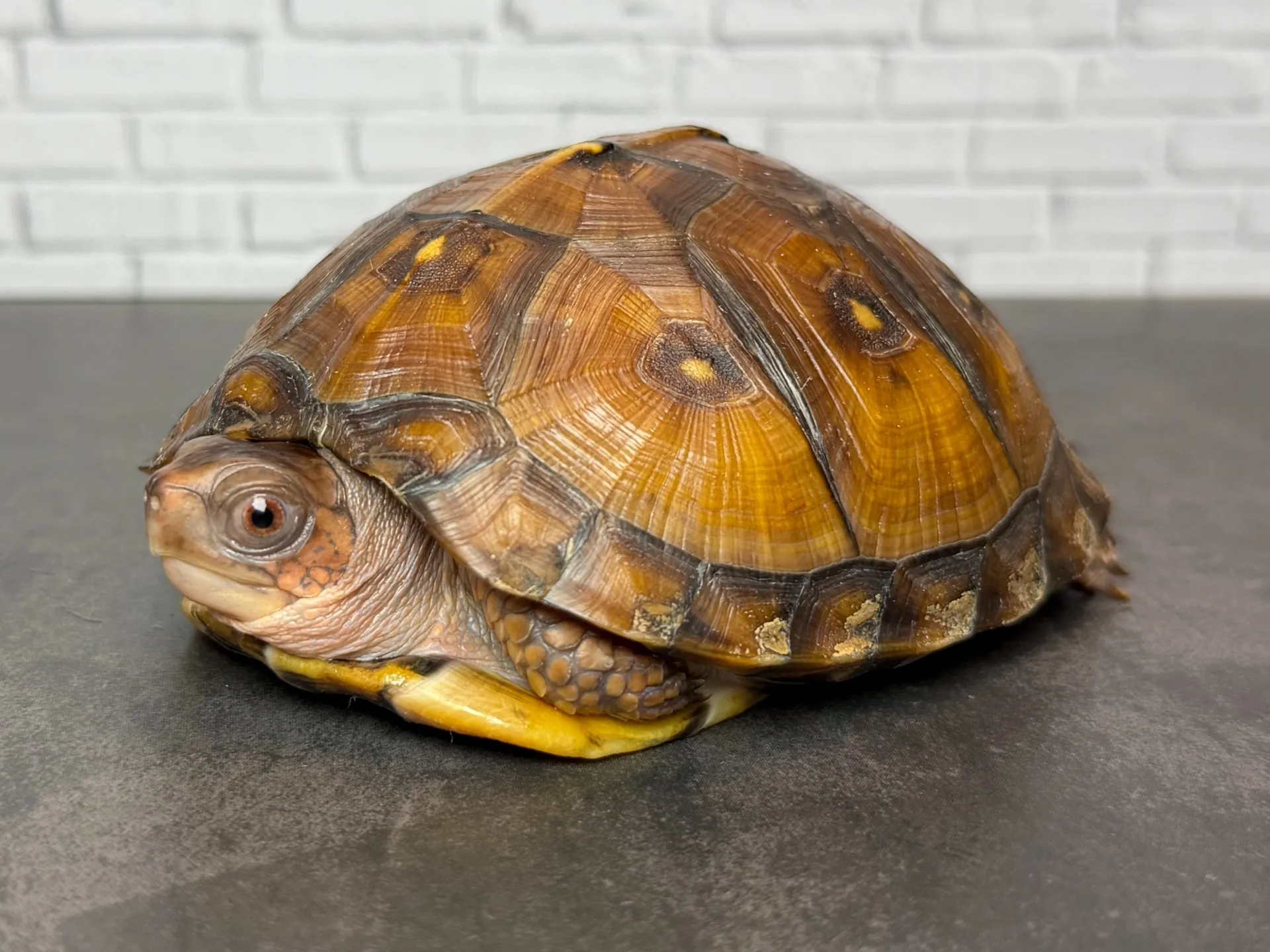 トウブハコガメ