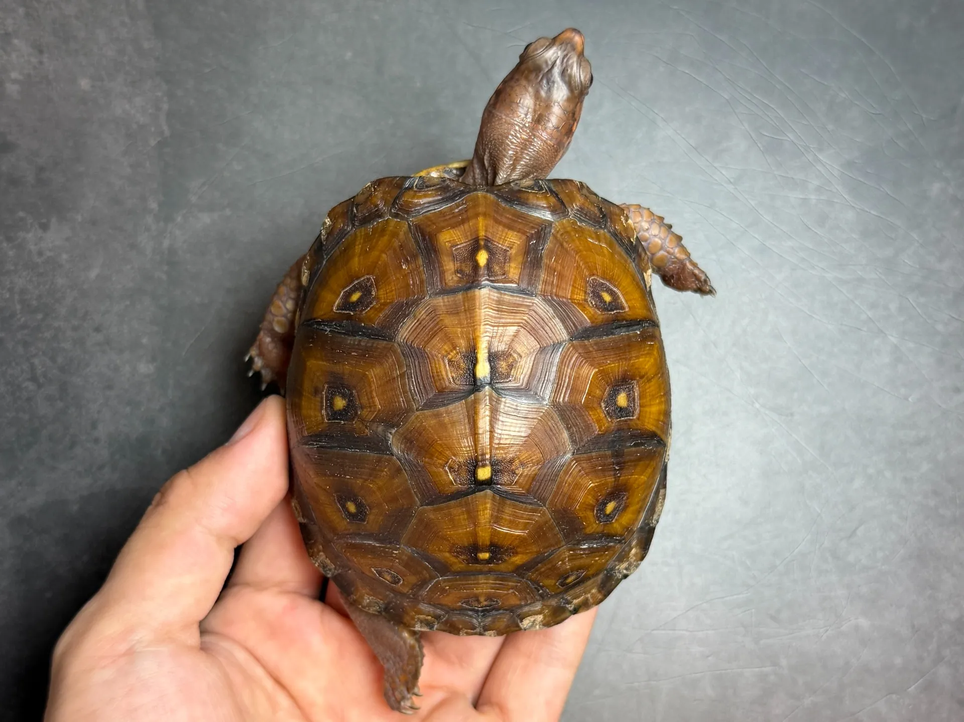 トウブハコガメ