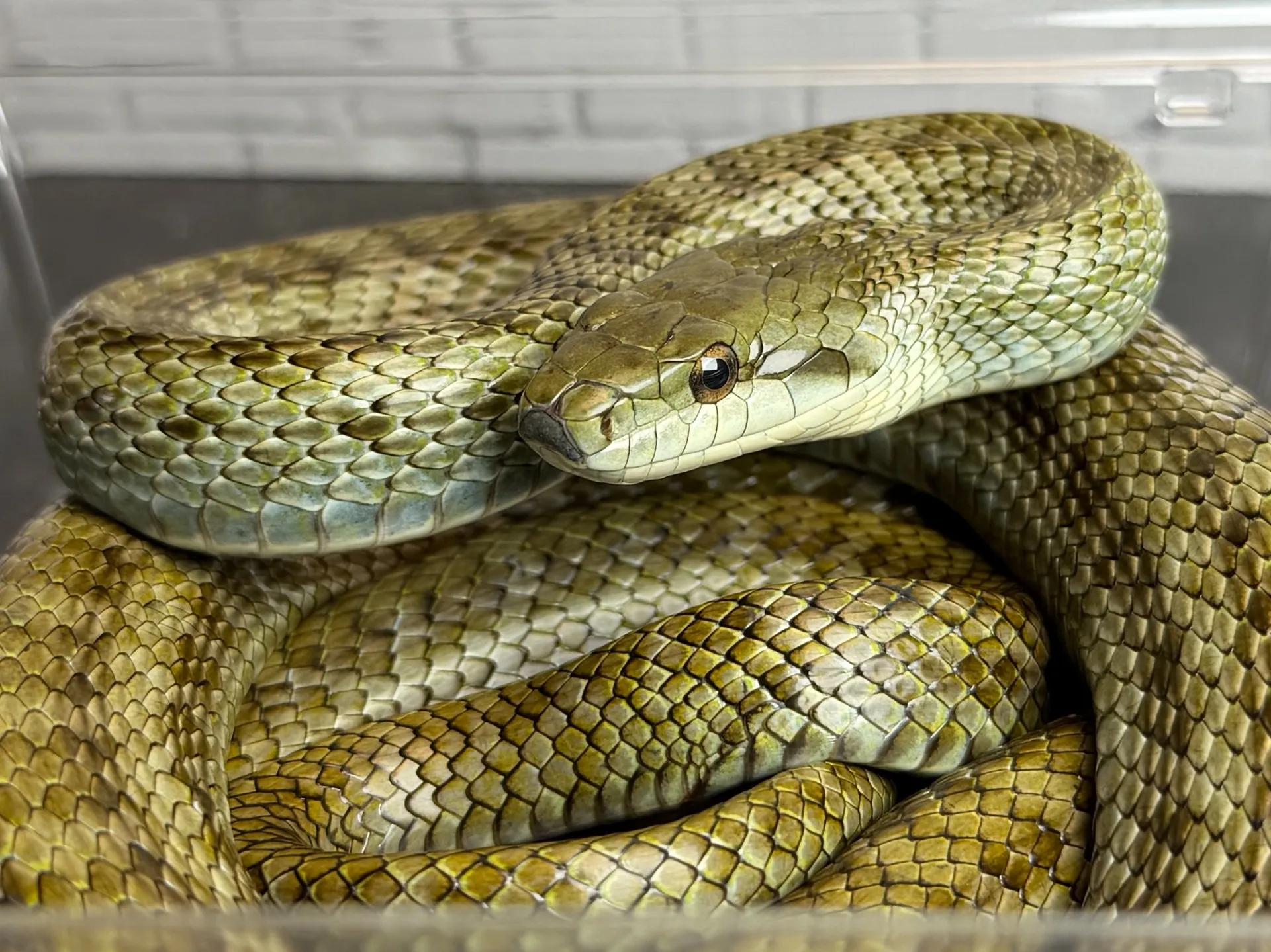 アオダイショウ 美♀