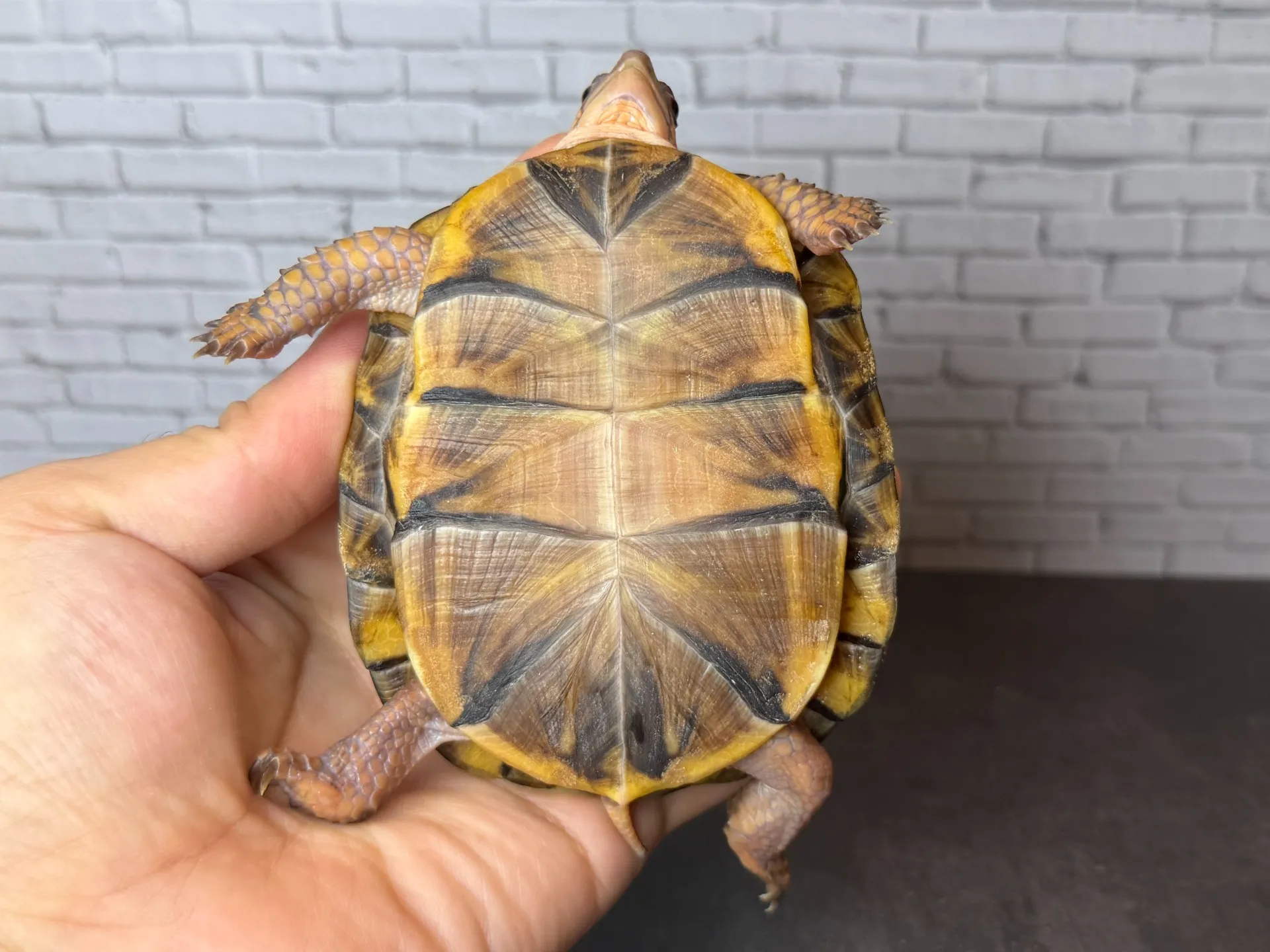 トウブハコガメ