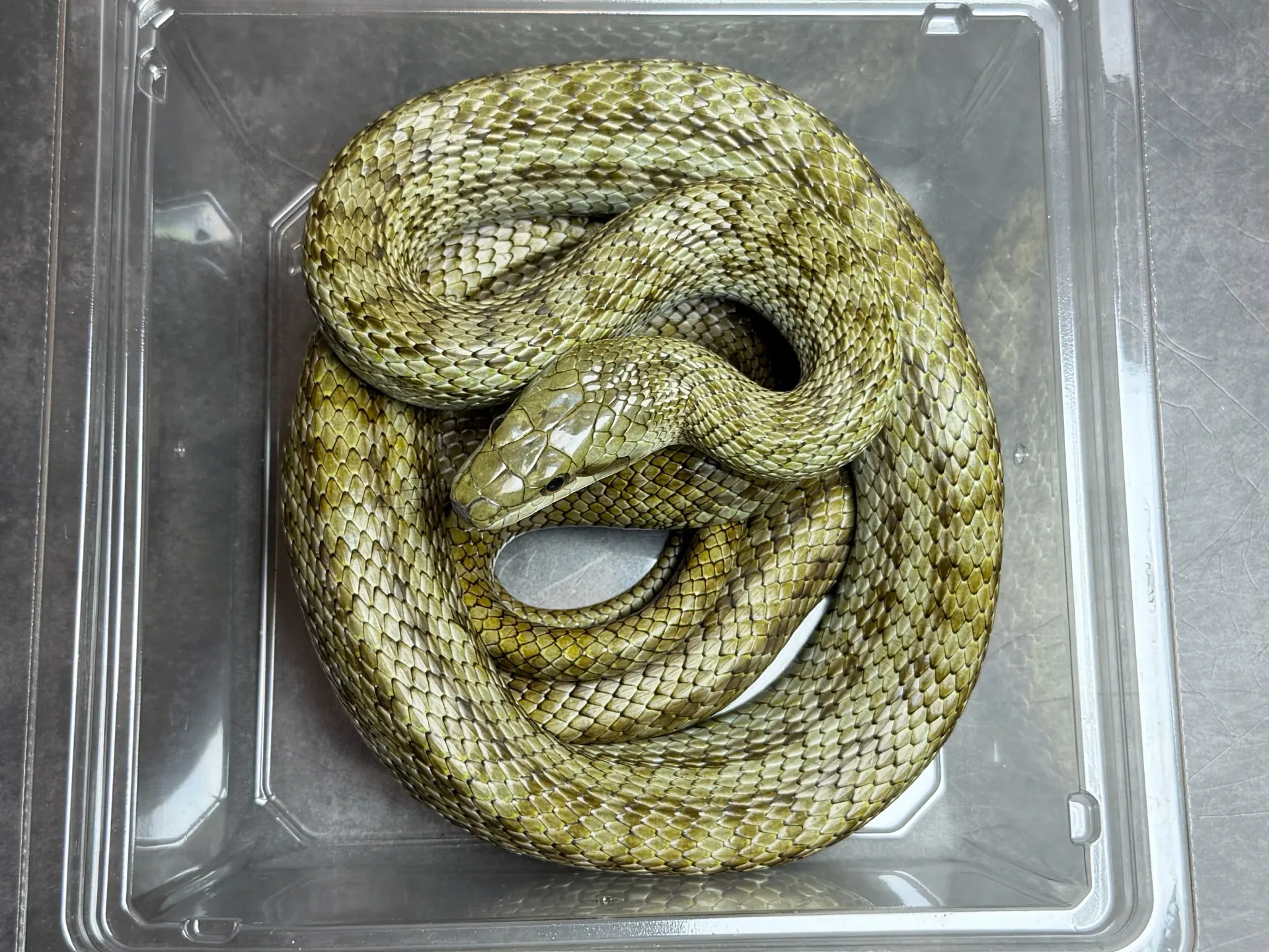 アオダイショウ 美♀