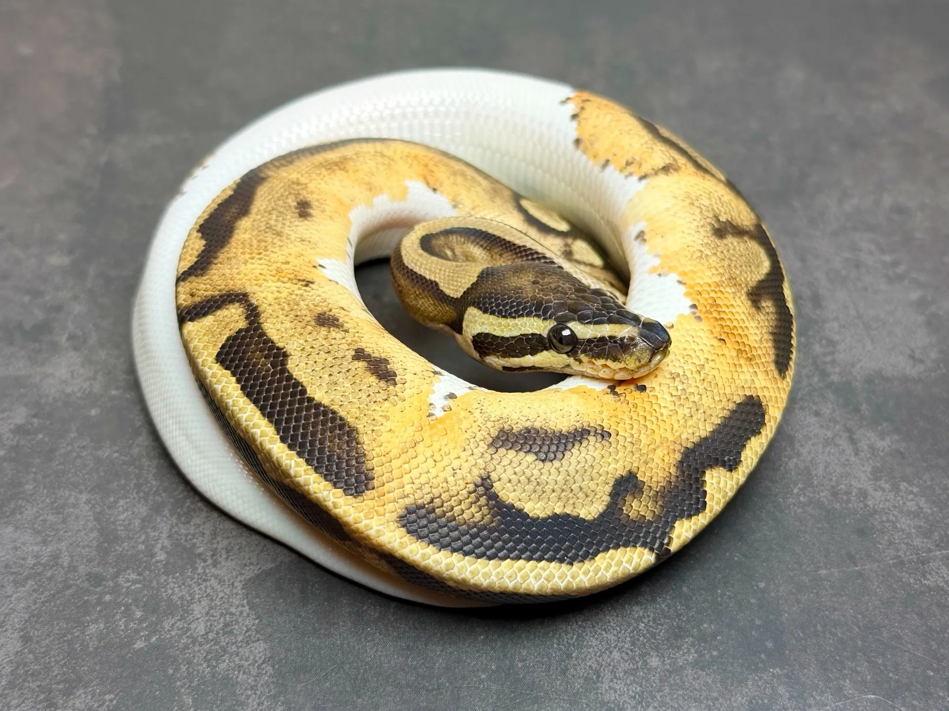 ボールパイソン パイボールhetラベンダーアルビノ♀