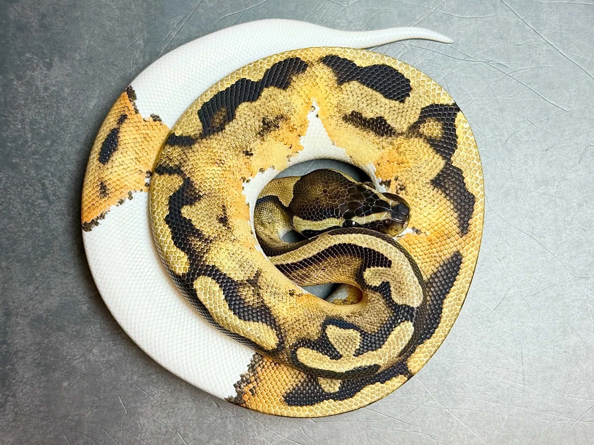 ボールパイソン パイボールhetラベンダーアルビノ♀