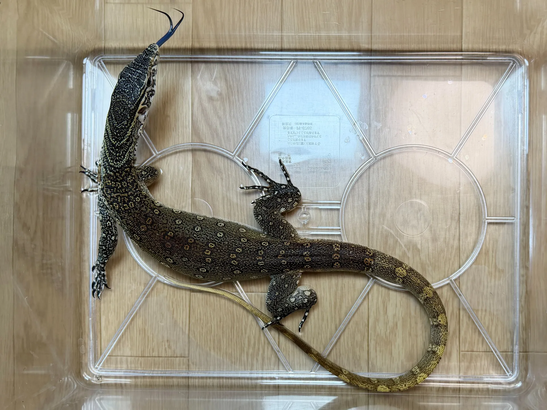 ナイルモニター