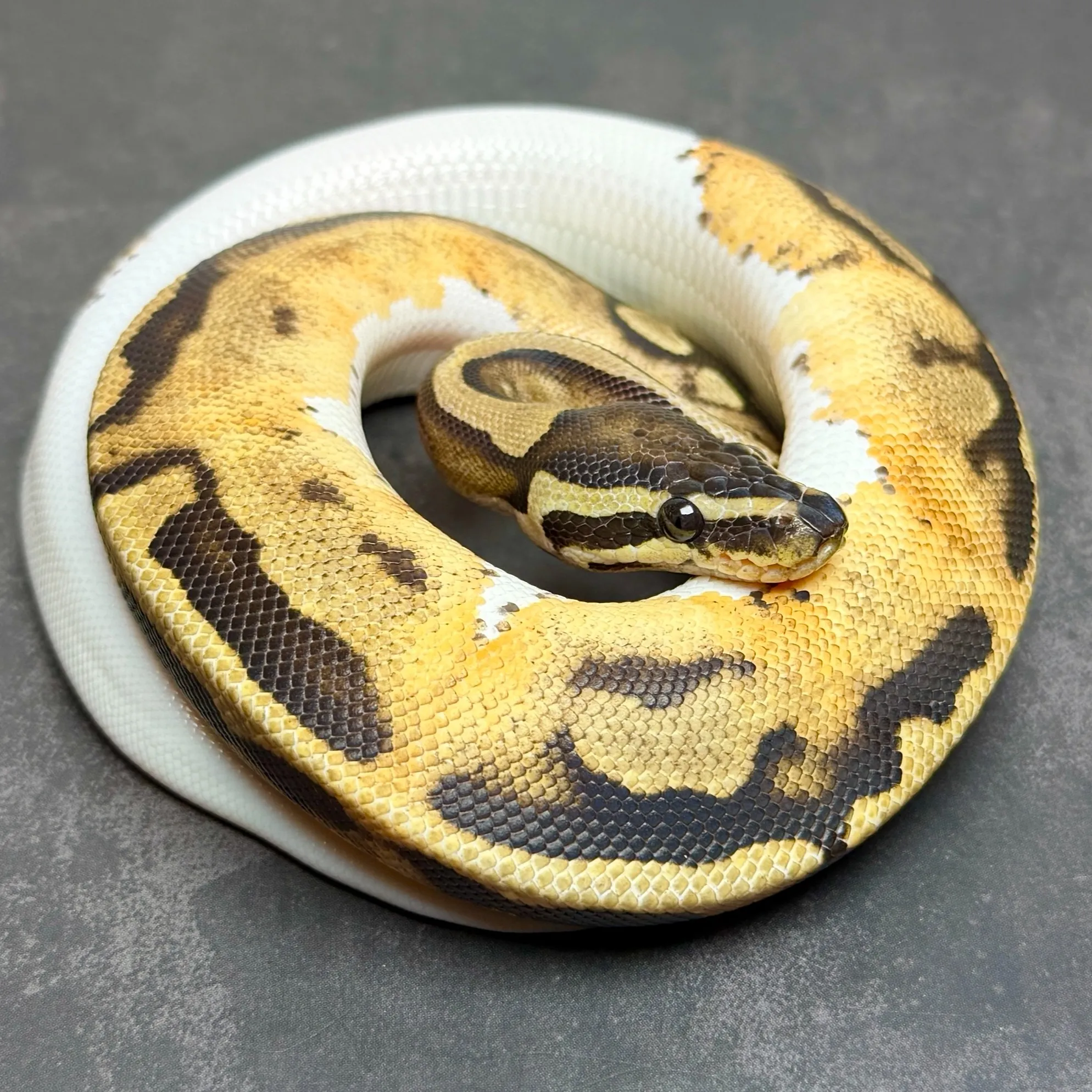 🔥ボールパイソン
