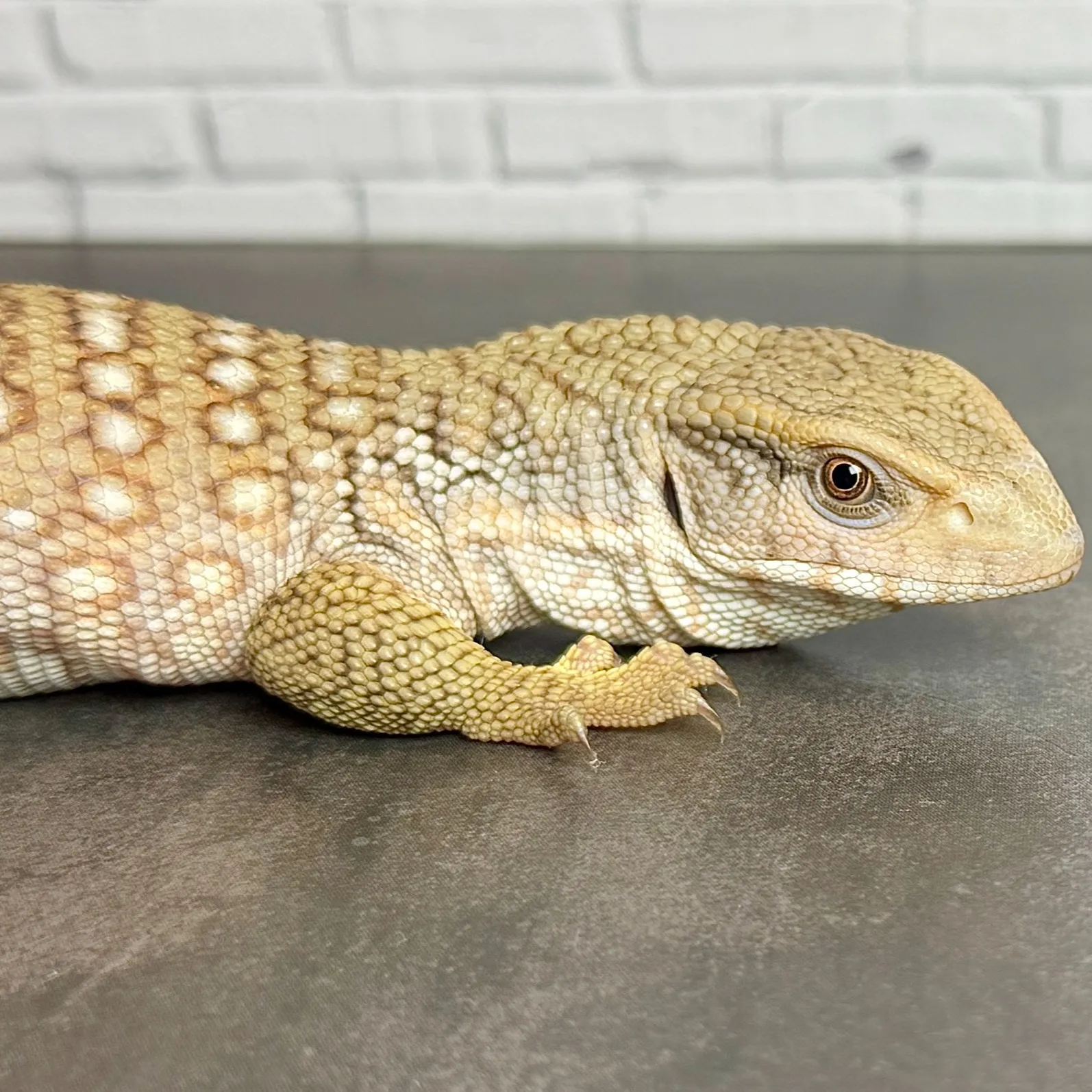 🔥サバンナモニター