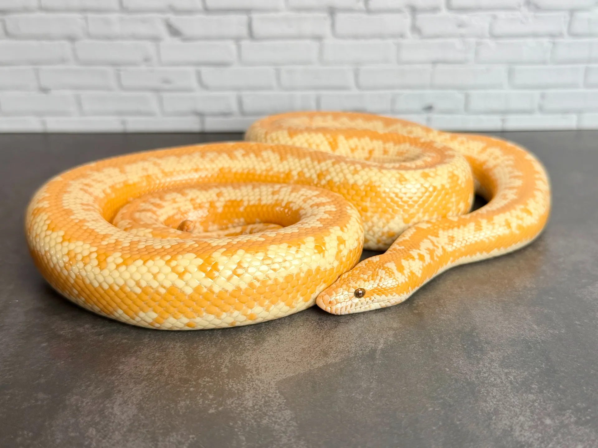 ロージーボア アルビノhetスノー♀（77cm）