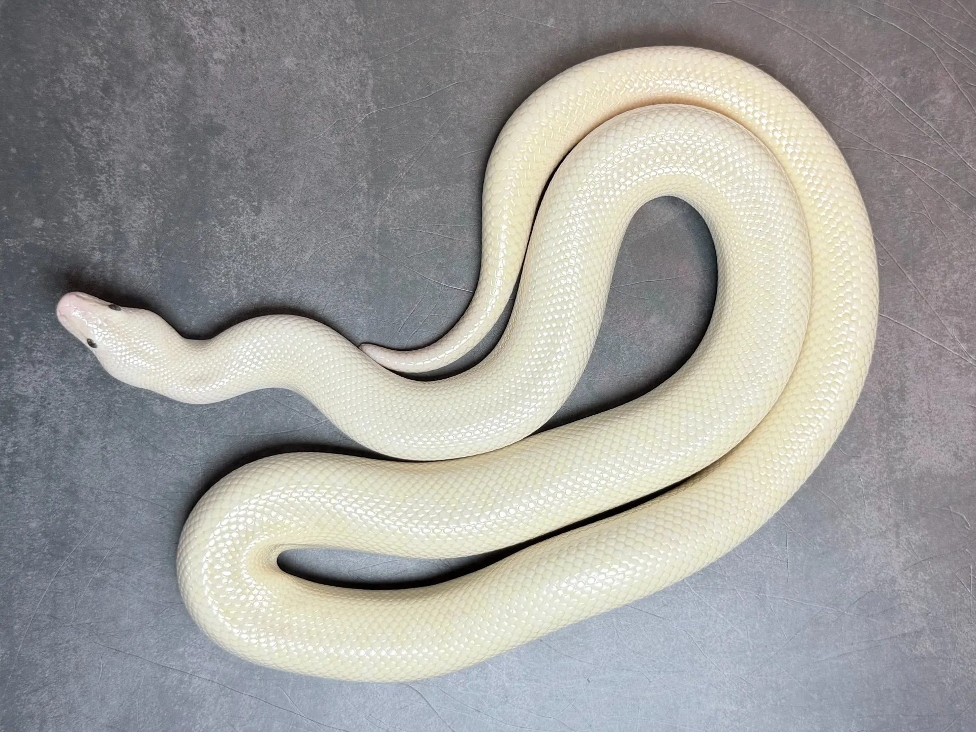 ロージーボア スノー♀（85cm）