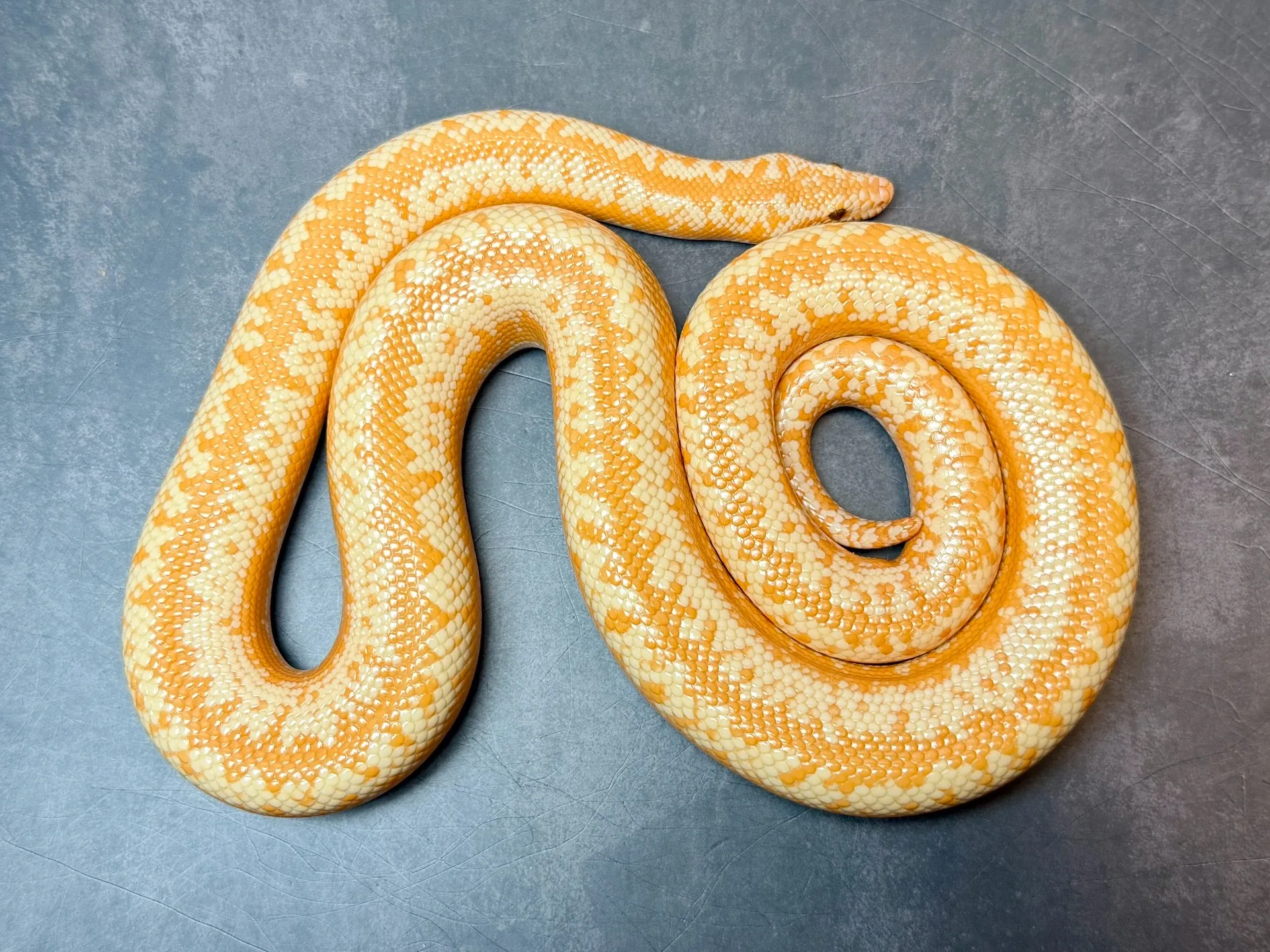 ロージーボア アルビノhetスノー♀（77cm）