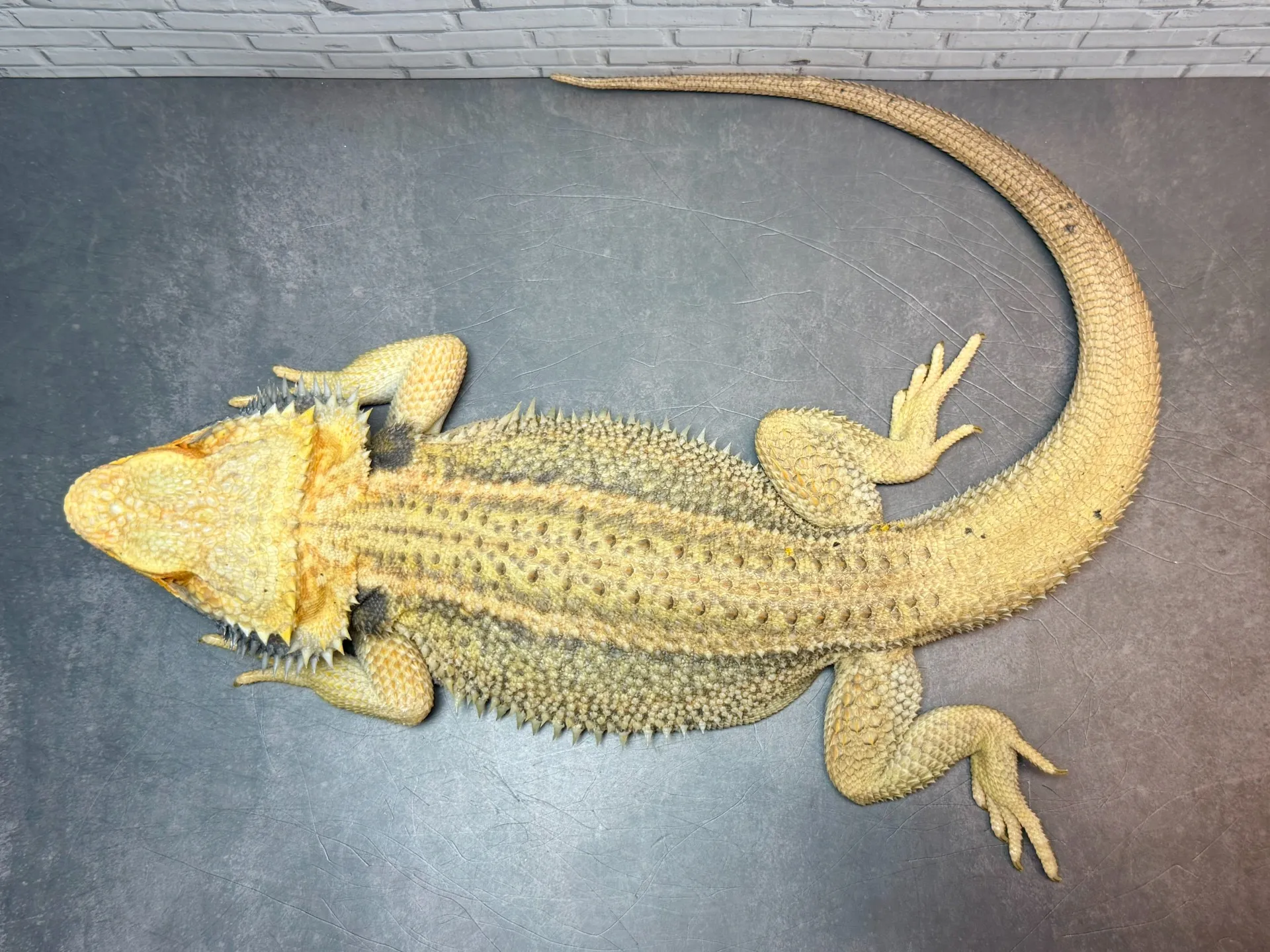 フトアゴヒゲトカゲ サンダーボルト♂
