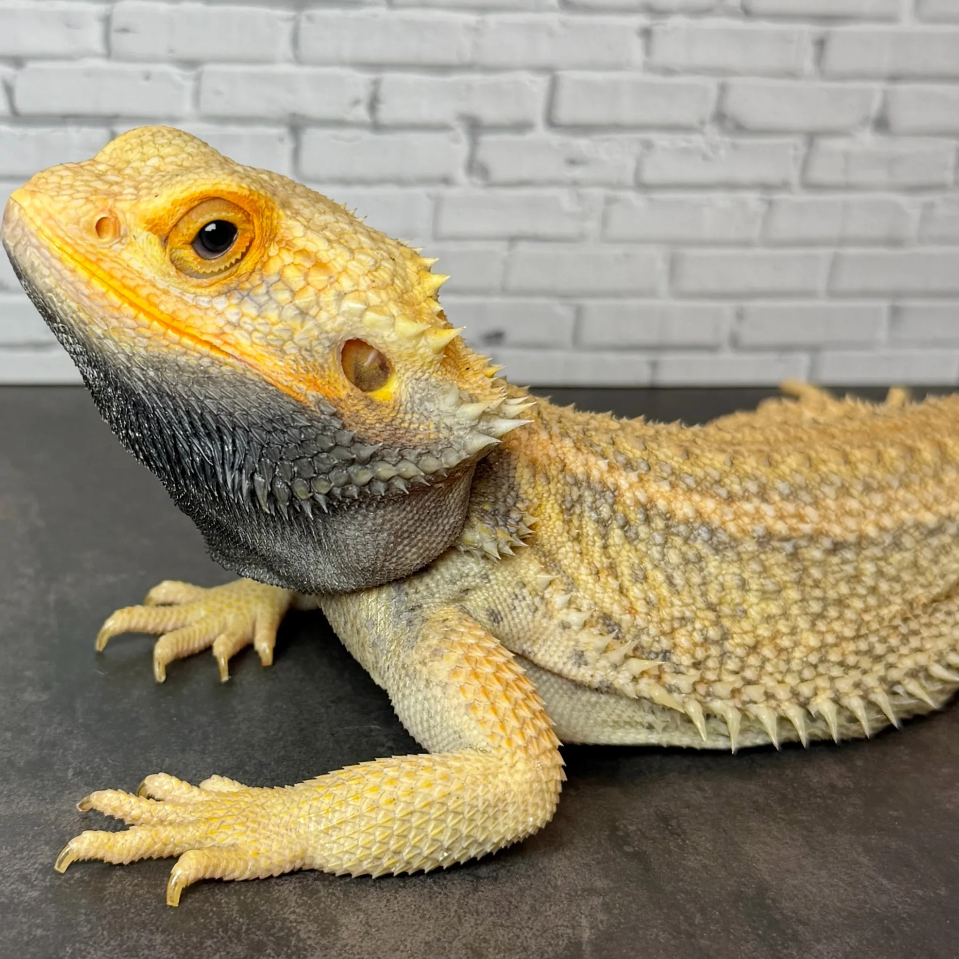 ⚡️フトアゴヒゲトカゲ サンダーボルト