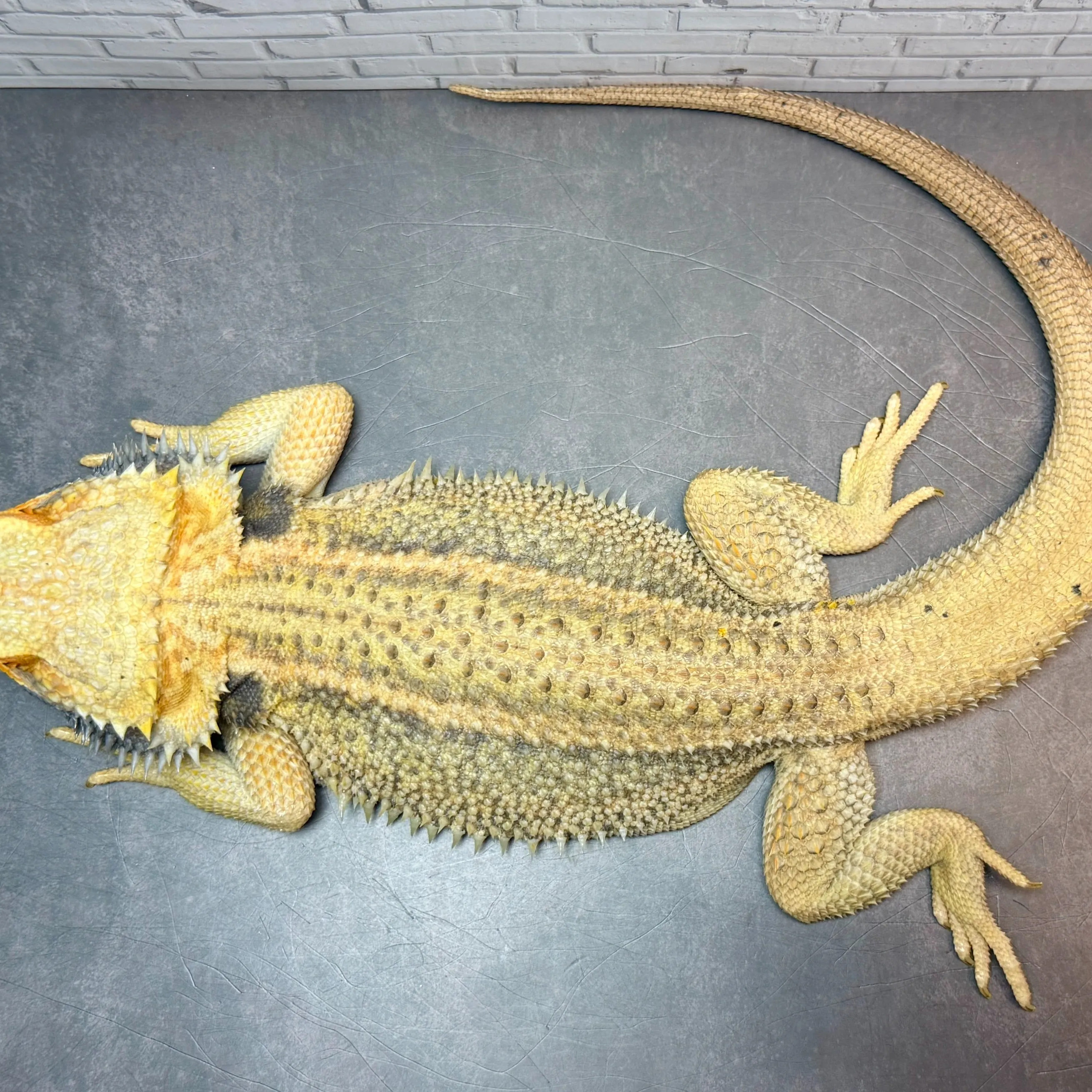 ⚡️フトアゴヒゲトカゲ サンダーボルト