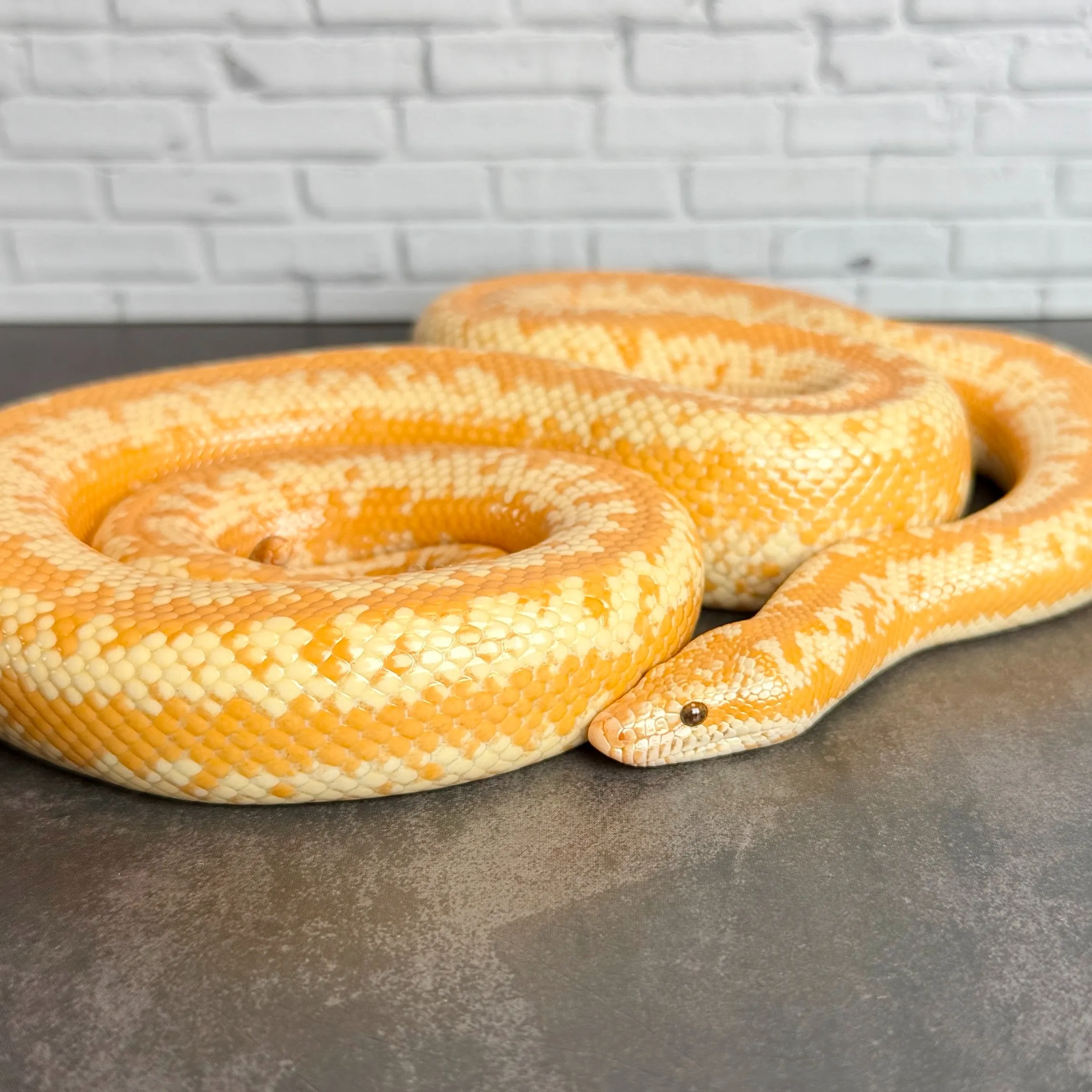 🔥ロージーボア アルビノhetスノー♀（77cm）