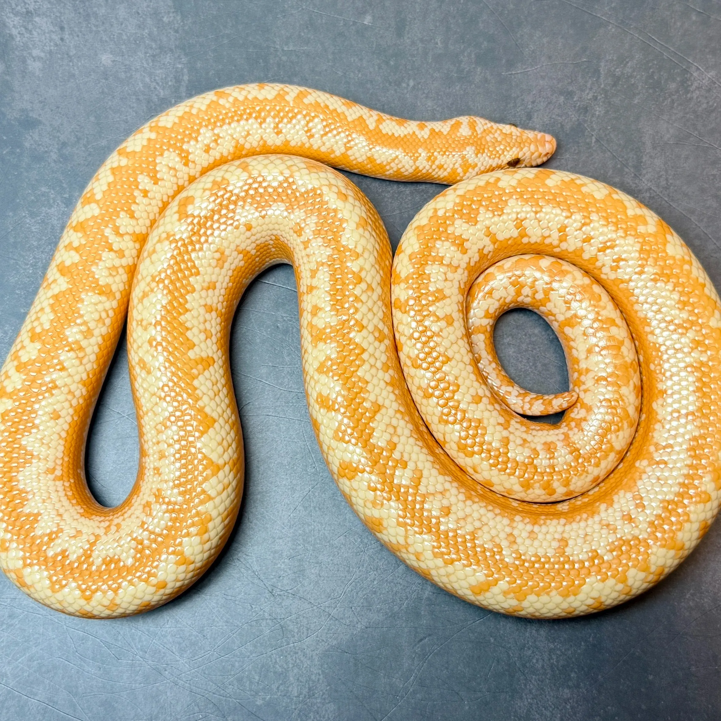 🔥ロージーボア アルビノhetスノー♀（77cm）