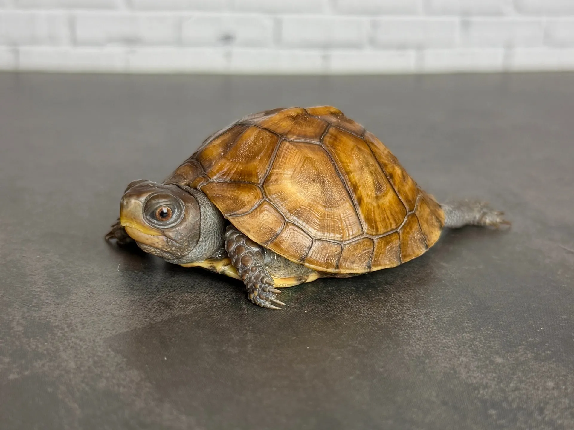 トウブハコガメ