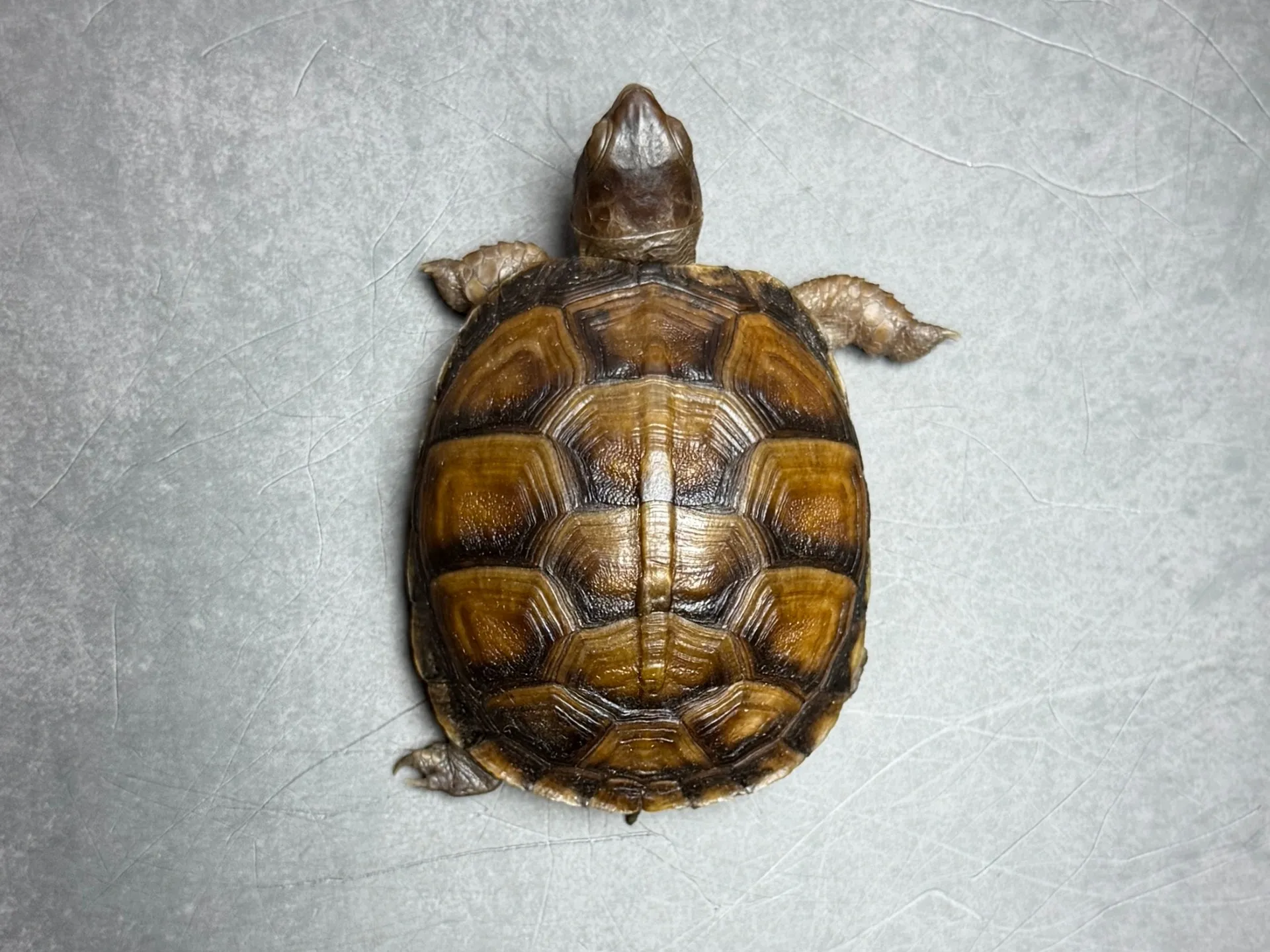 ミツユビハコガメ