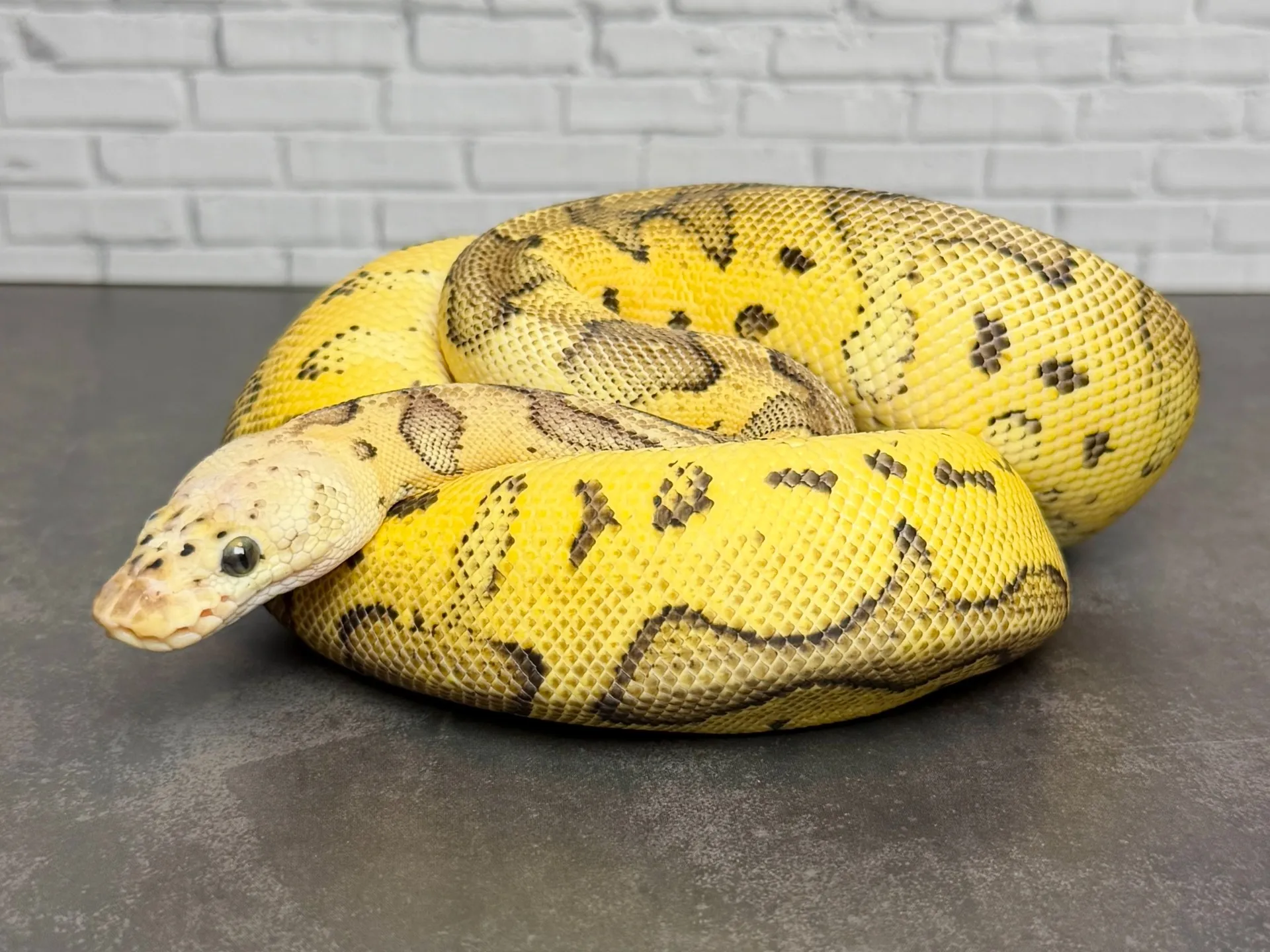 ボールパイソン パステルクラウン♀