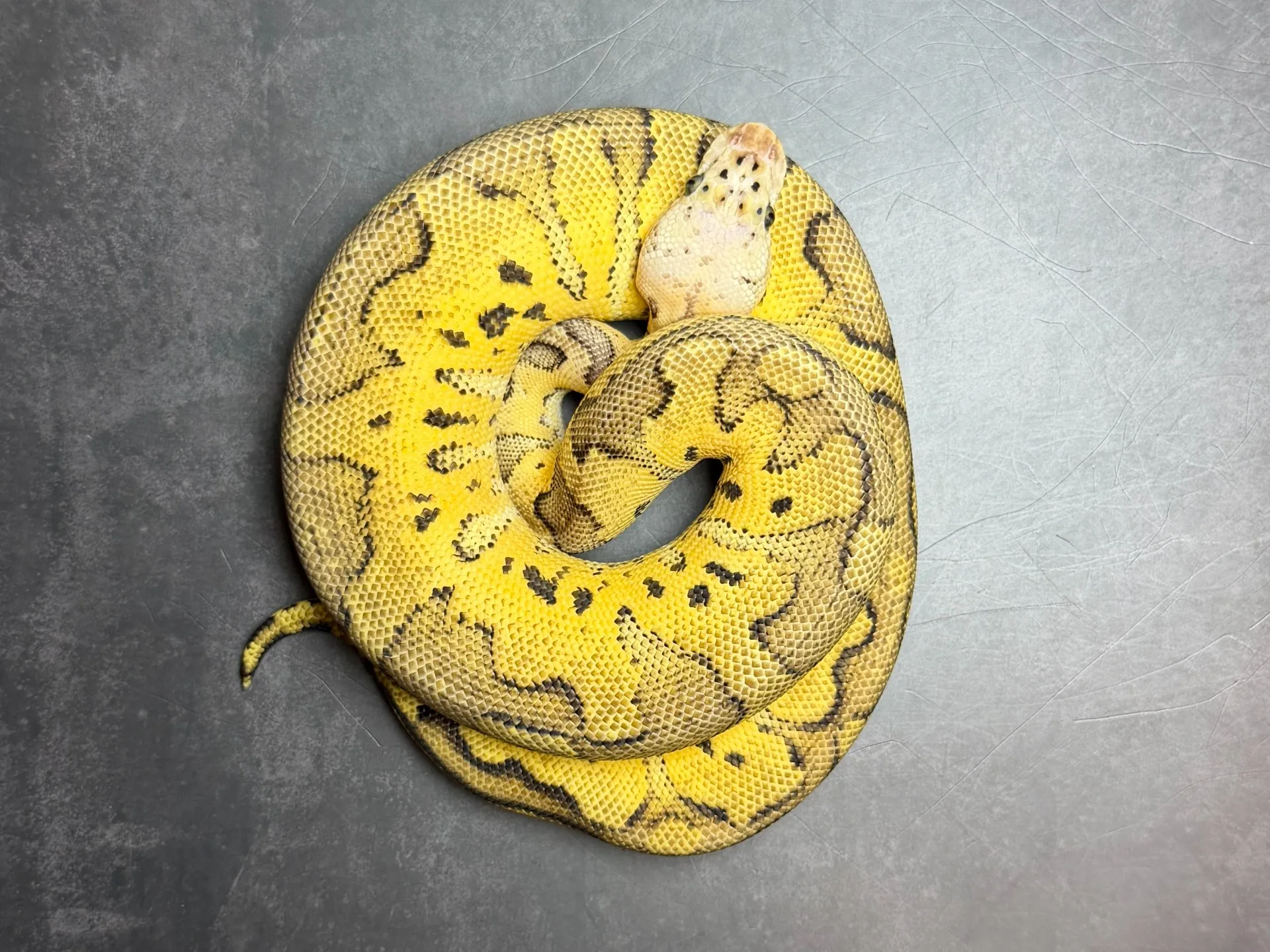 ボールパイソン パステルクラウン♀