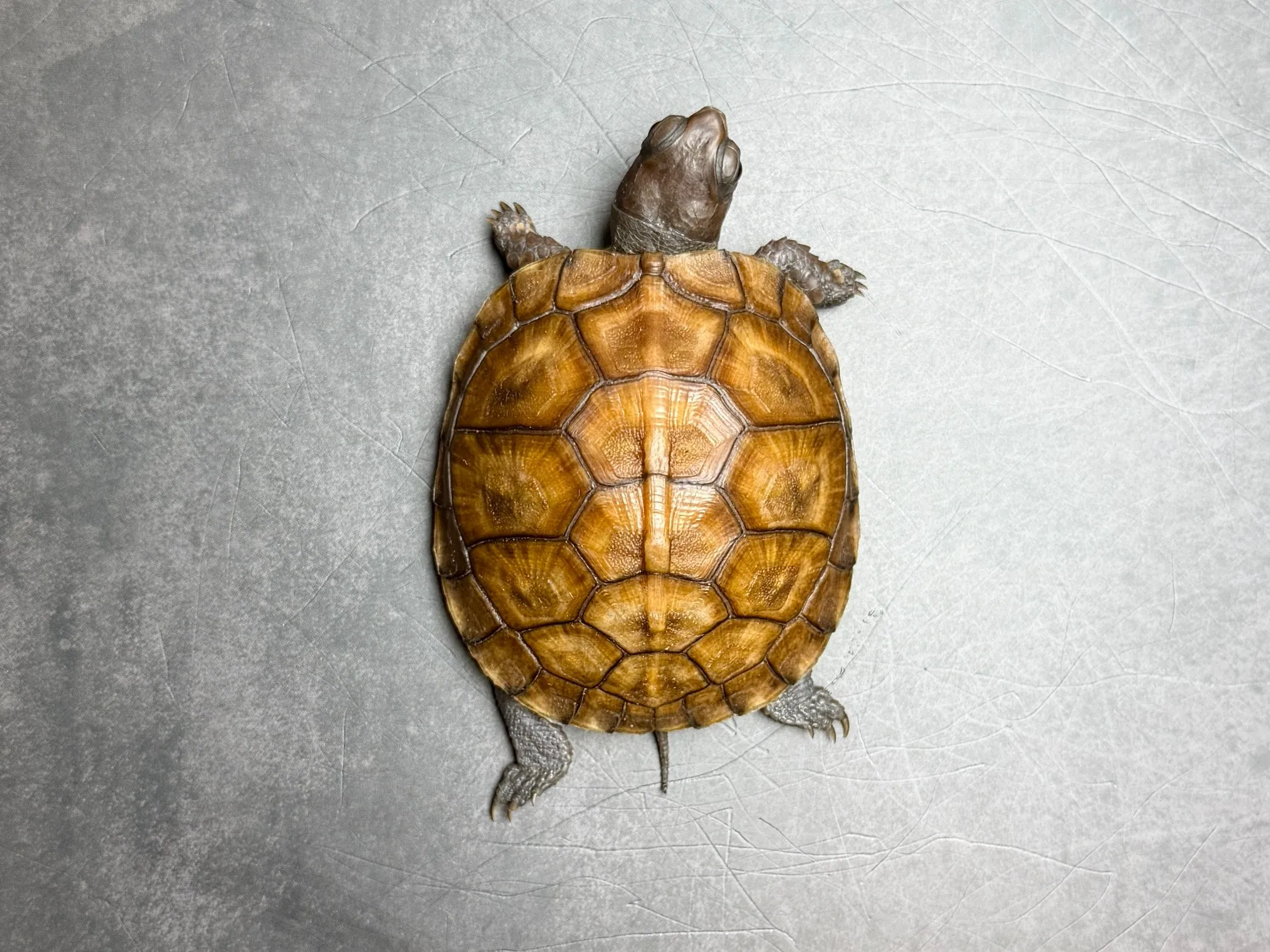 トウブハコガメ