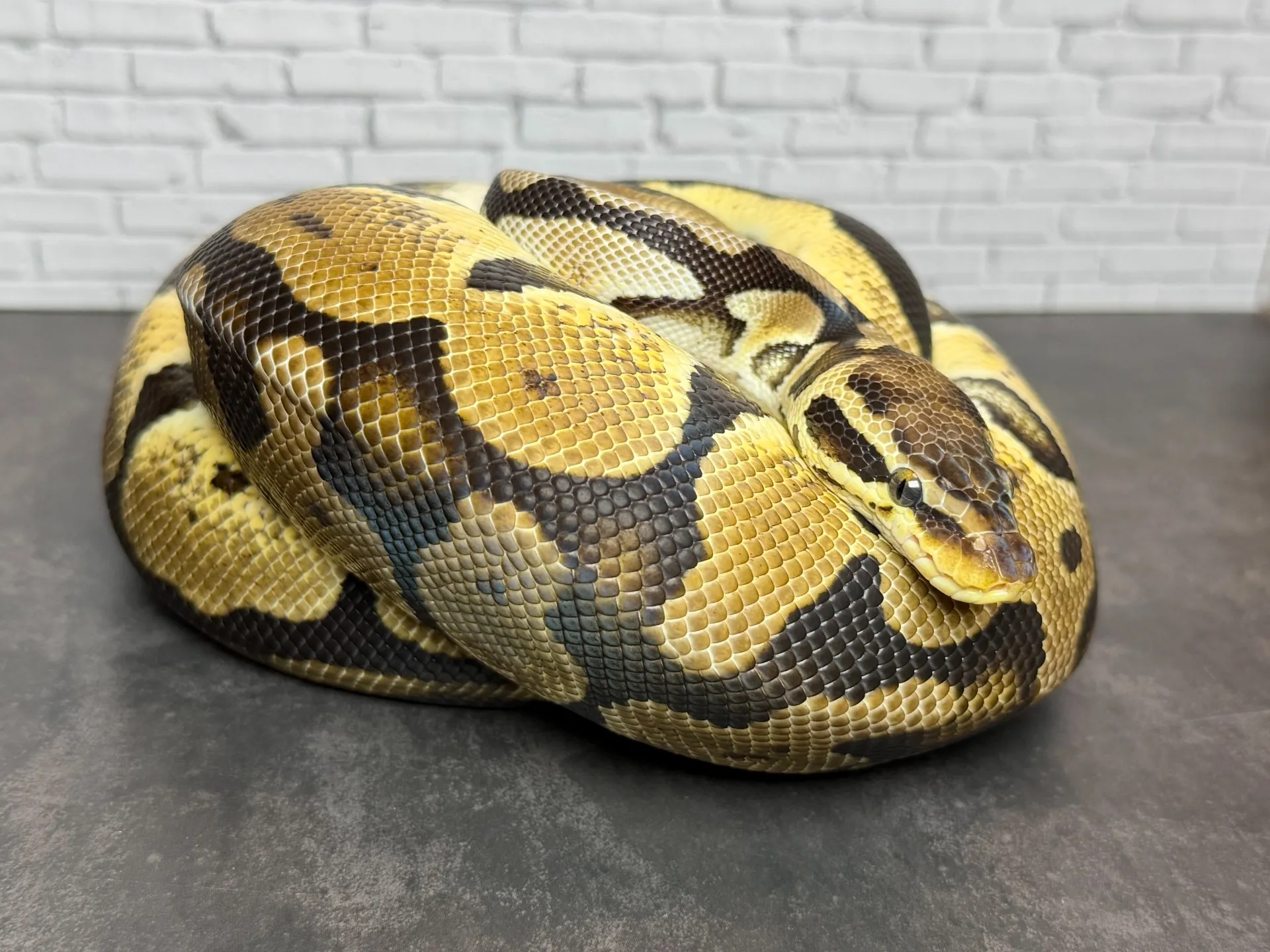 ボールパイソン パステルエンチ♀