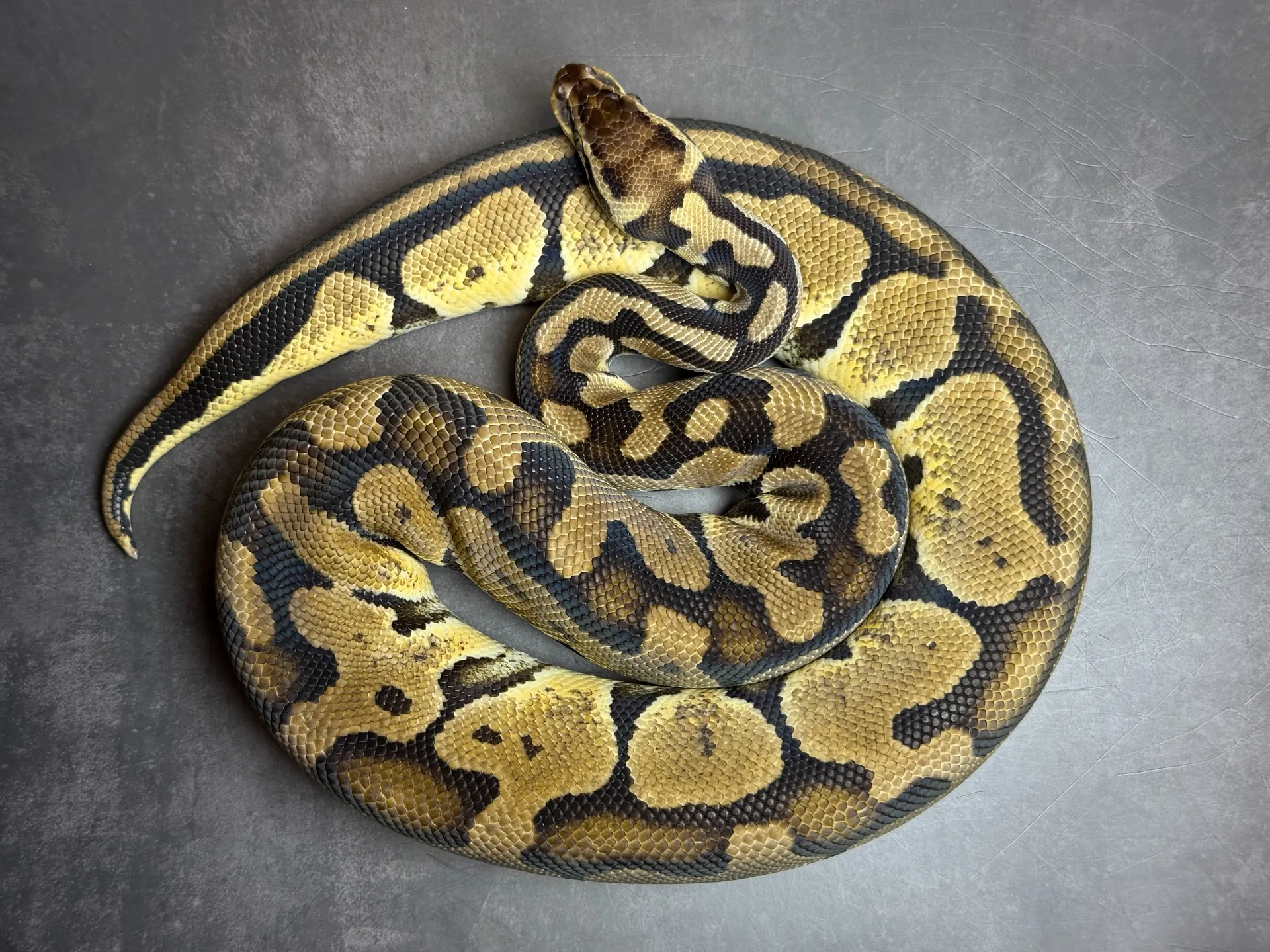 ボールパイソン パステルエンチ♀