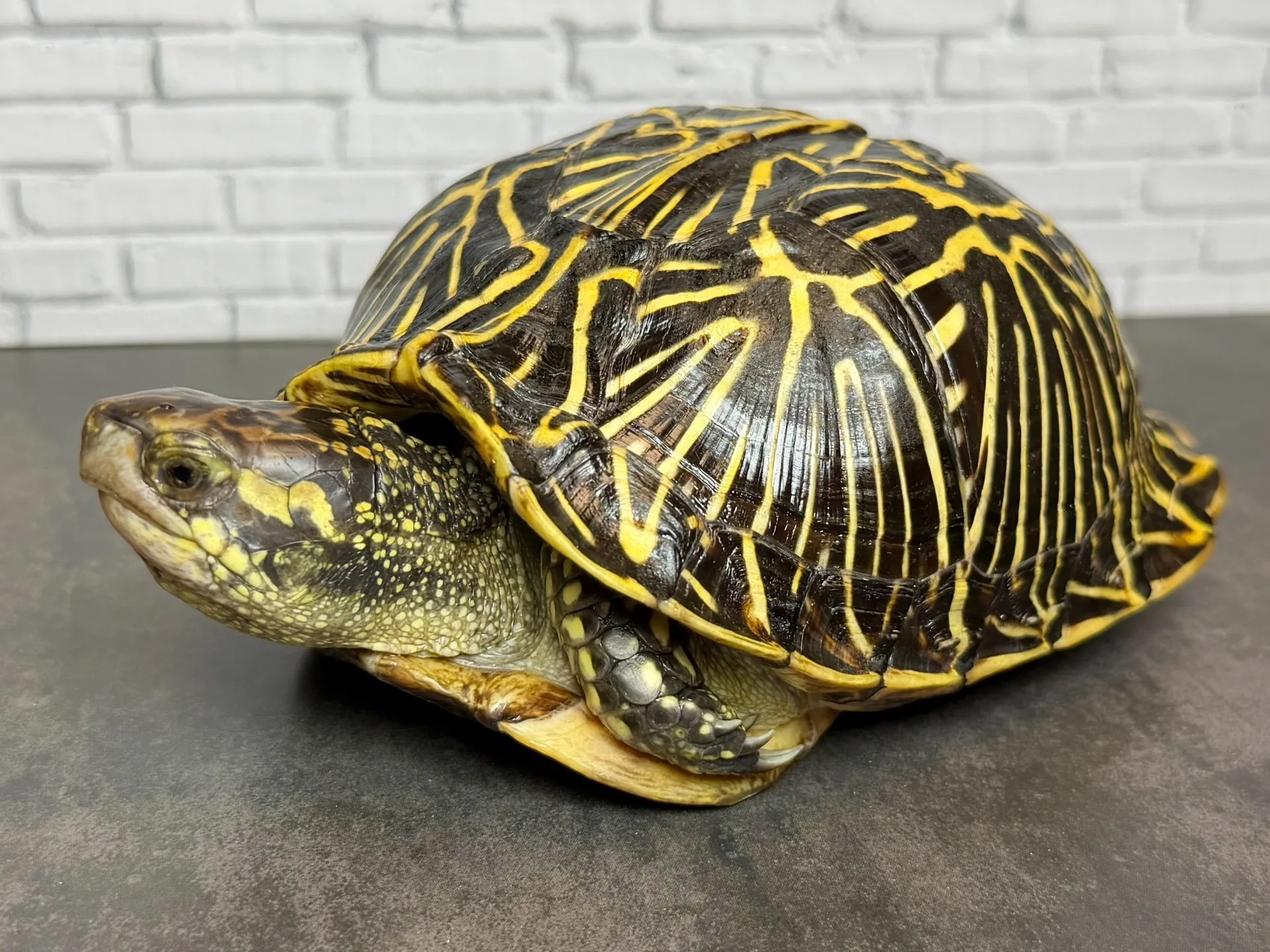 フロリダハコガメ♂（411g）