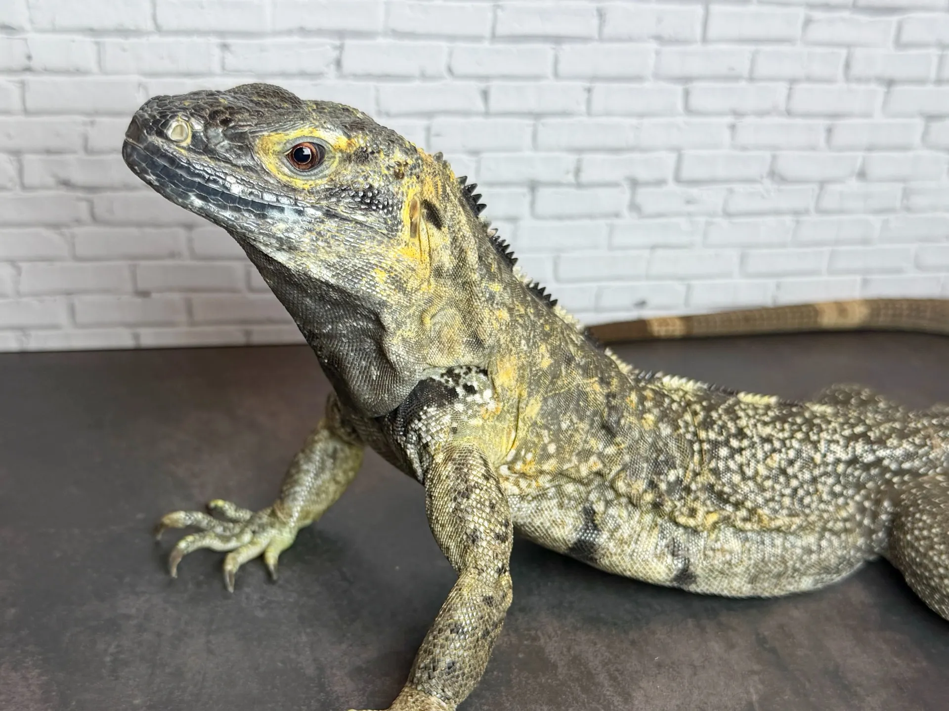 バナナスパイニーテールイグアナ♀(産卵経験あり)