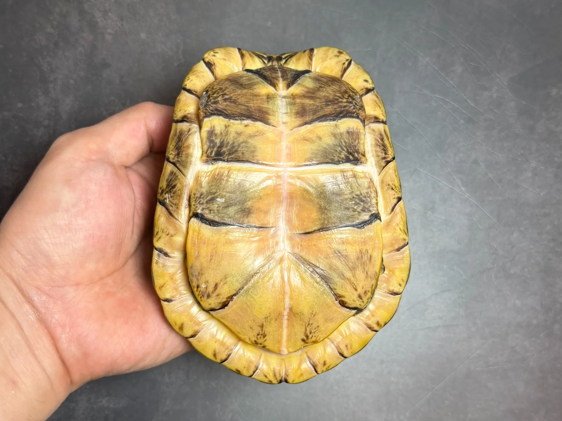 フロリダハコガメ♂（411g）