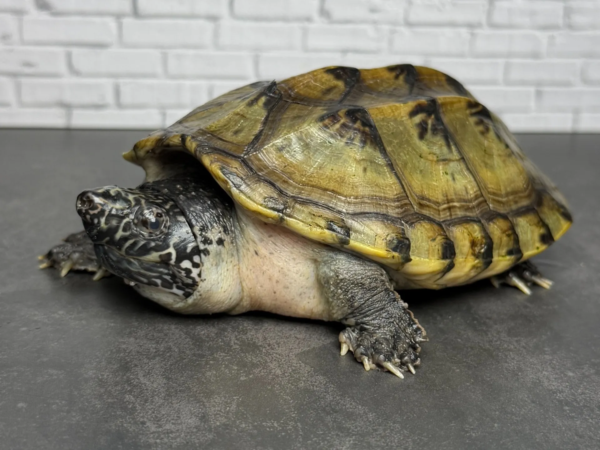 ジャイアントマスクタートル ♀（13cm）
